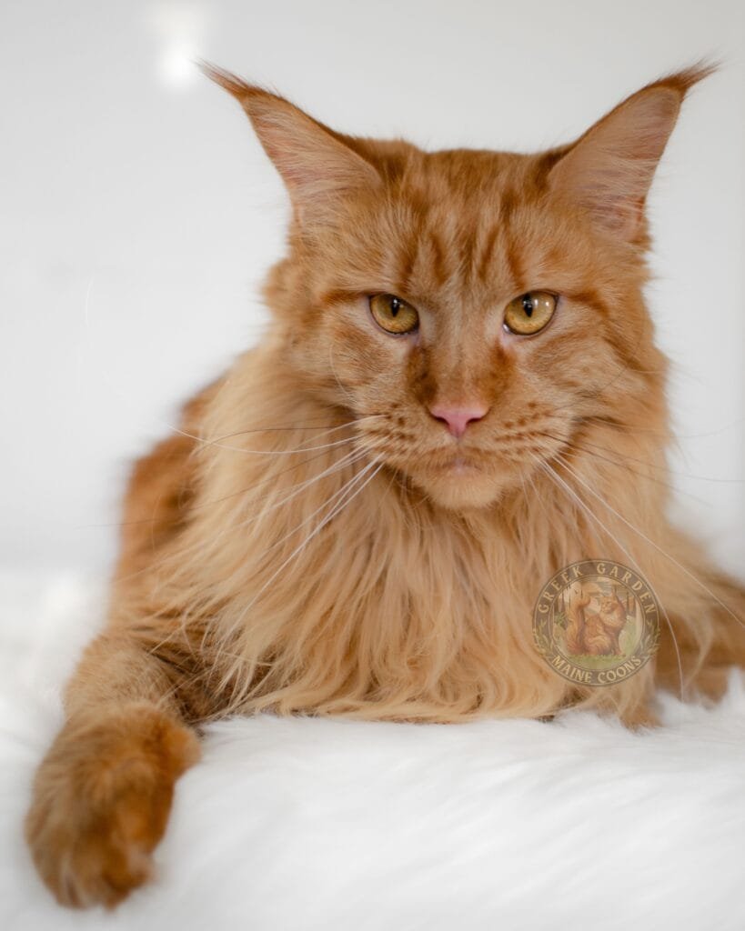 Rare red female maine coon at greek garden maine coons in salt lake city utah.