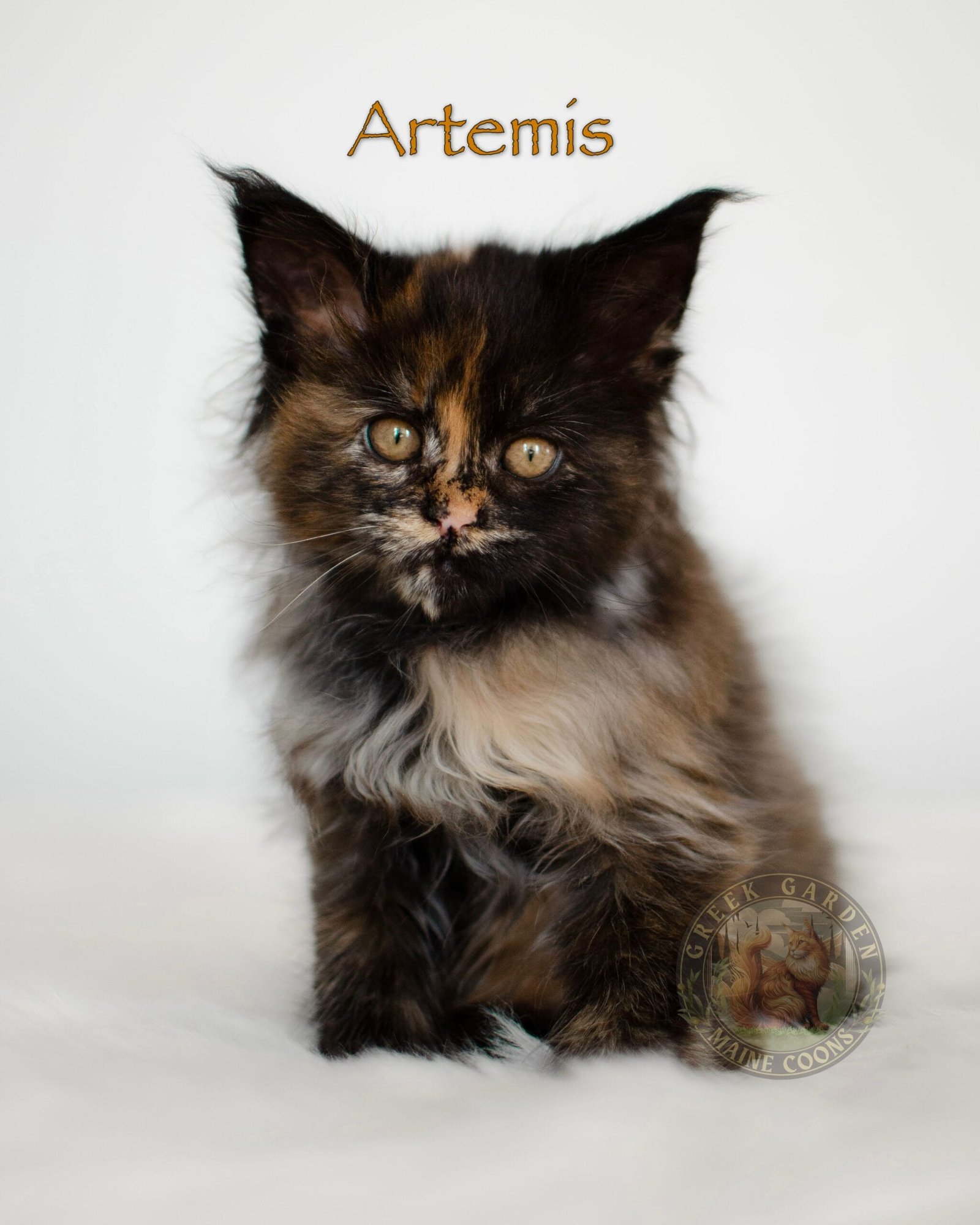 Adopt a Maine Coon cat near me; these gentle kittens love to play and interact with children and other pets.