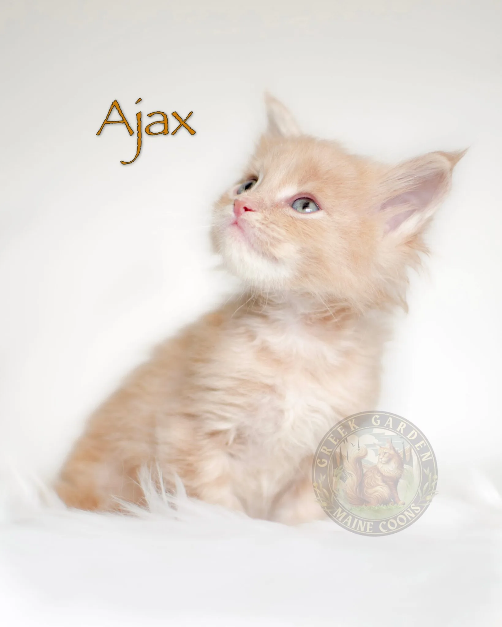 Six-week-old red Maine Coon kitten on a white blanket, perfect for families searching for Maine Coon kittens for sale near me.