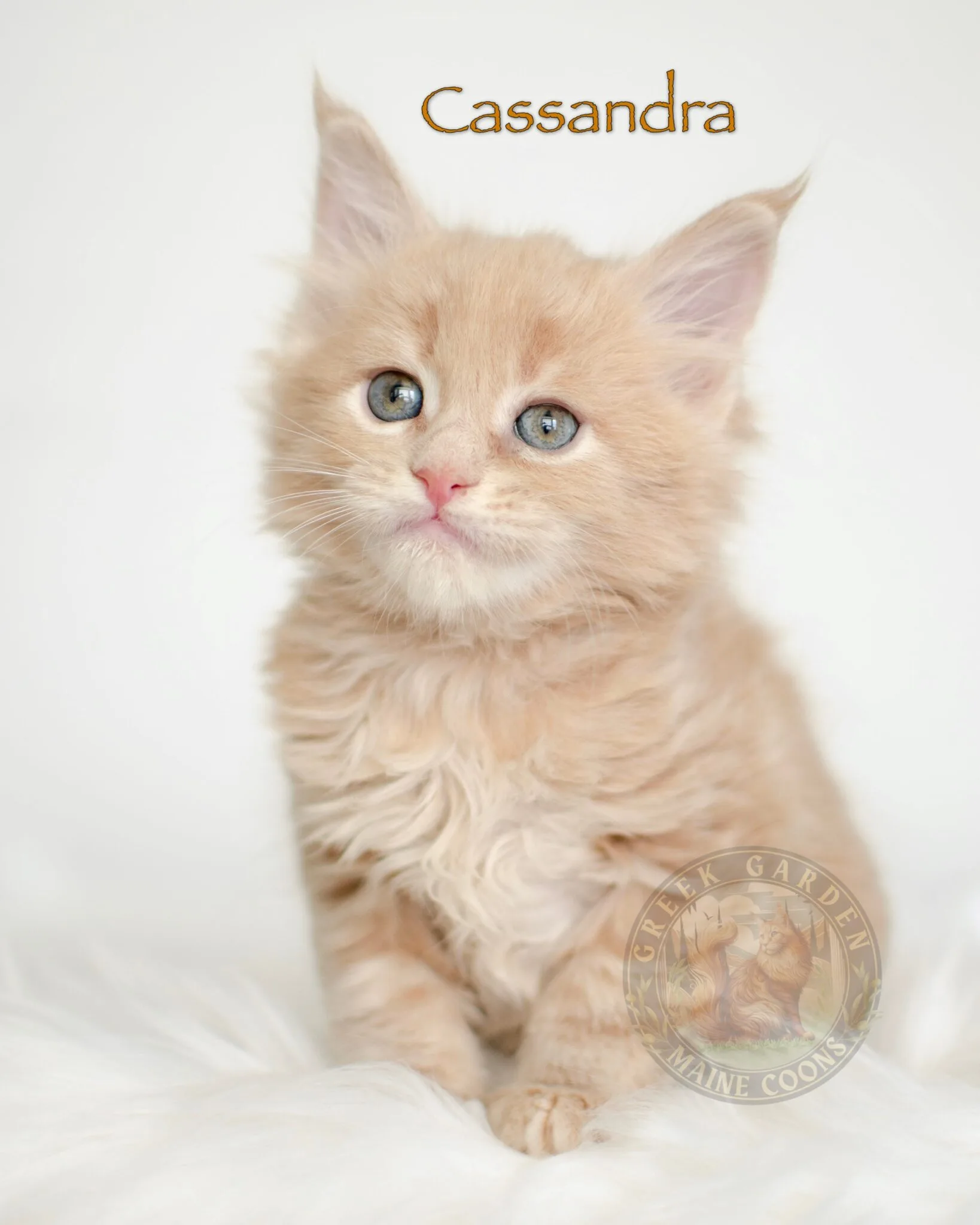 Adorable red Maine Coon kitten, bred for health and temperament by a trusted Maine Coon cattery in Utah.