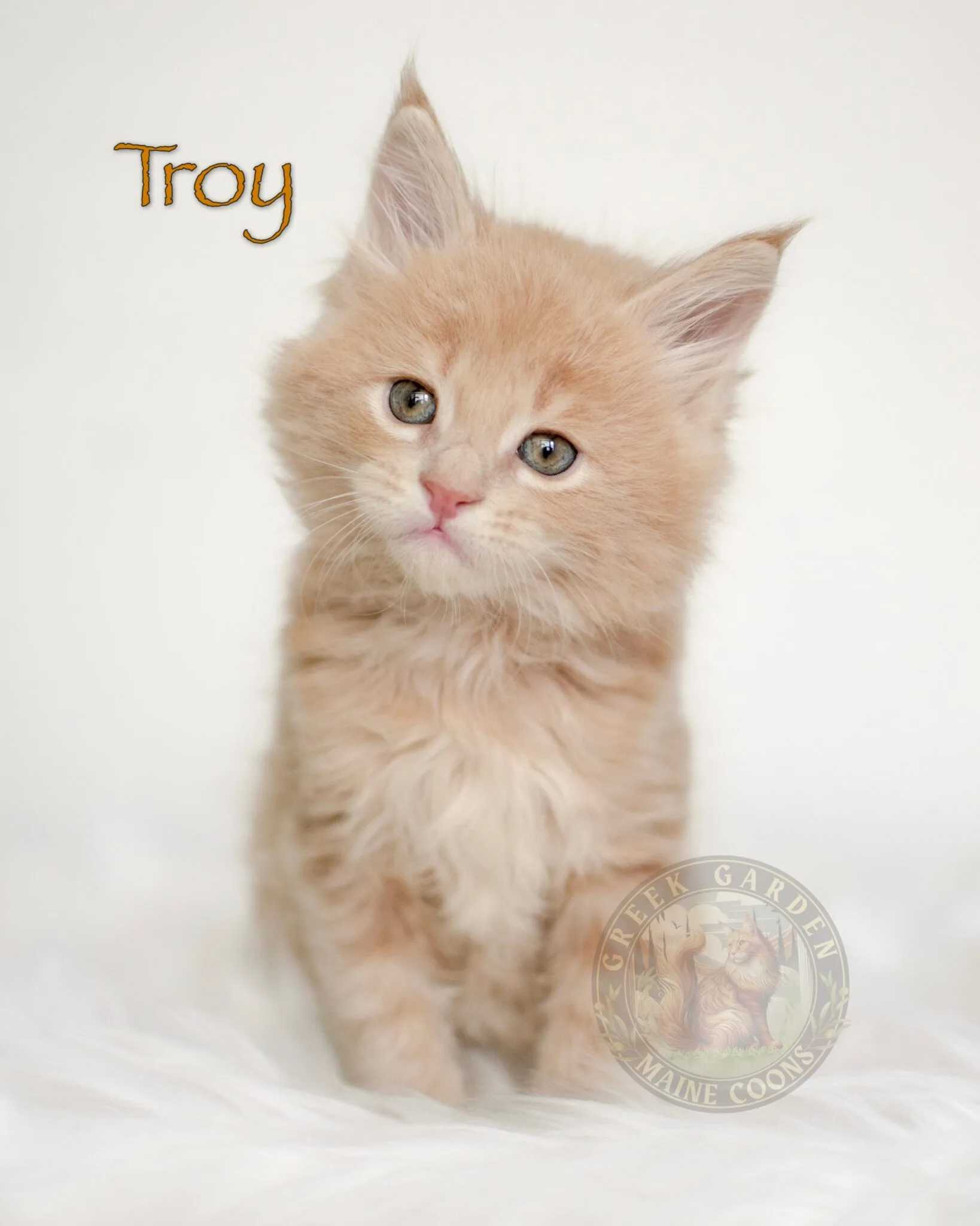 Cream-colored Maine Coon kitten on a white blanket, a beautiful example of Maine Coon kittens for sale in the USA.