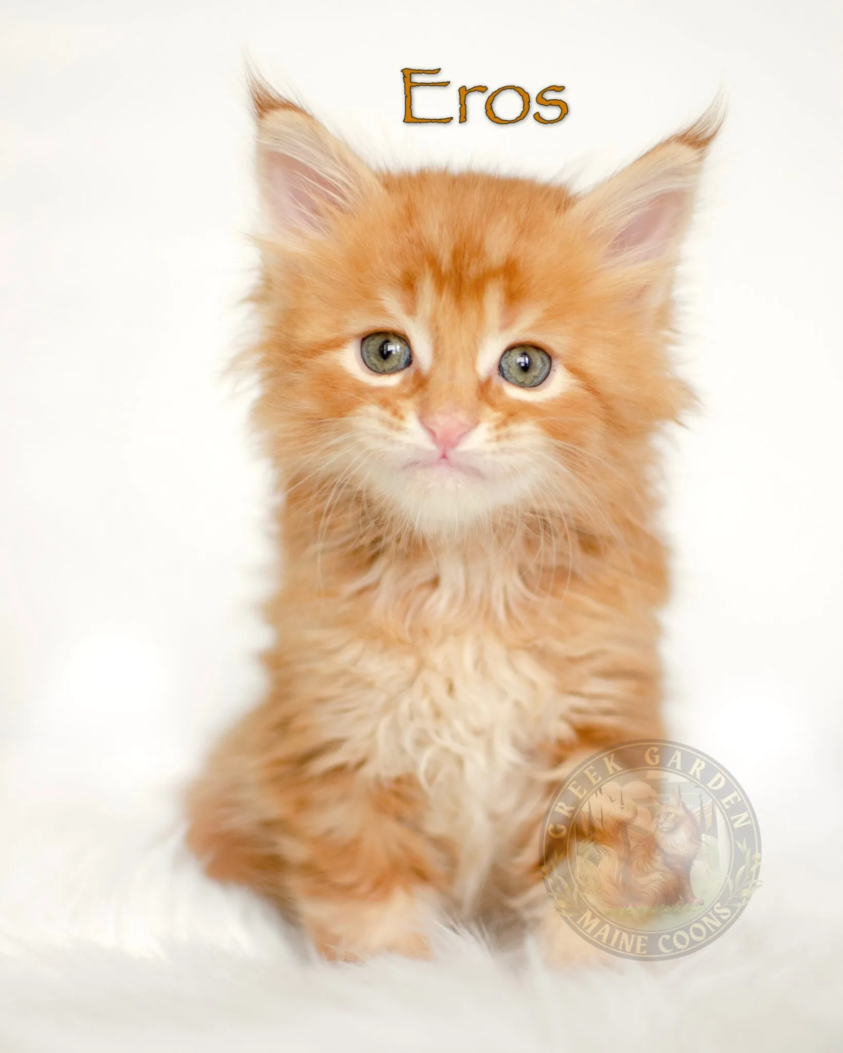 Healthy red Maine Coon kitten, raised by one of the best Maine Coon breeders near me.