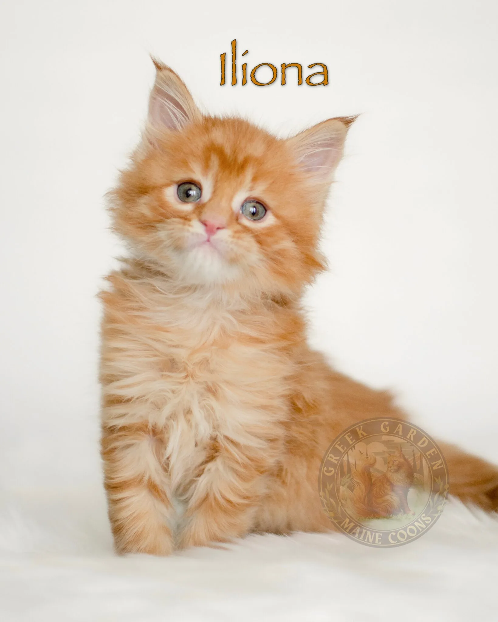 Charming cream Maine Coon kitten, perfect for homes looking for a giant Maine Coon cat companion.