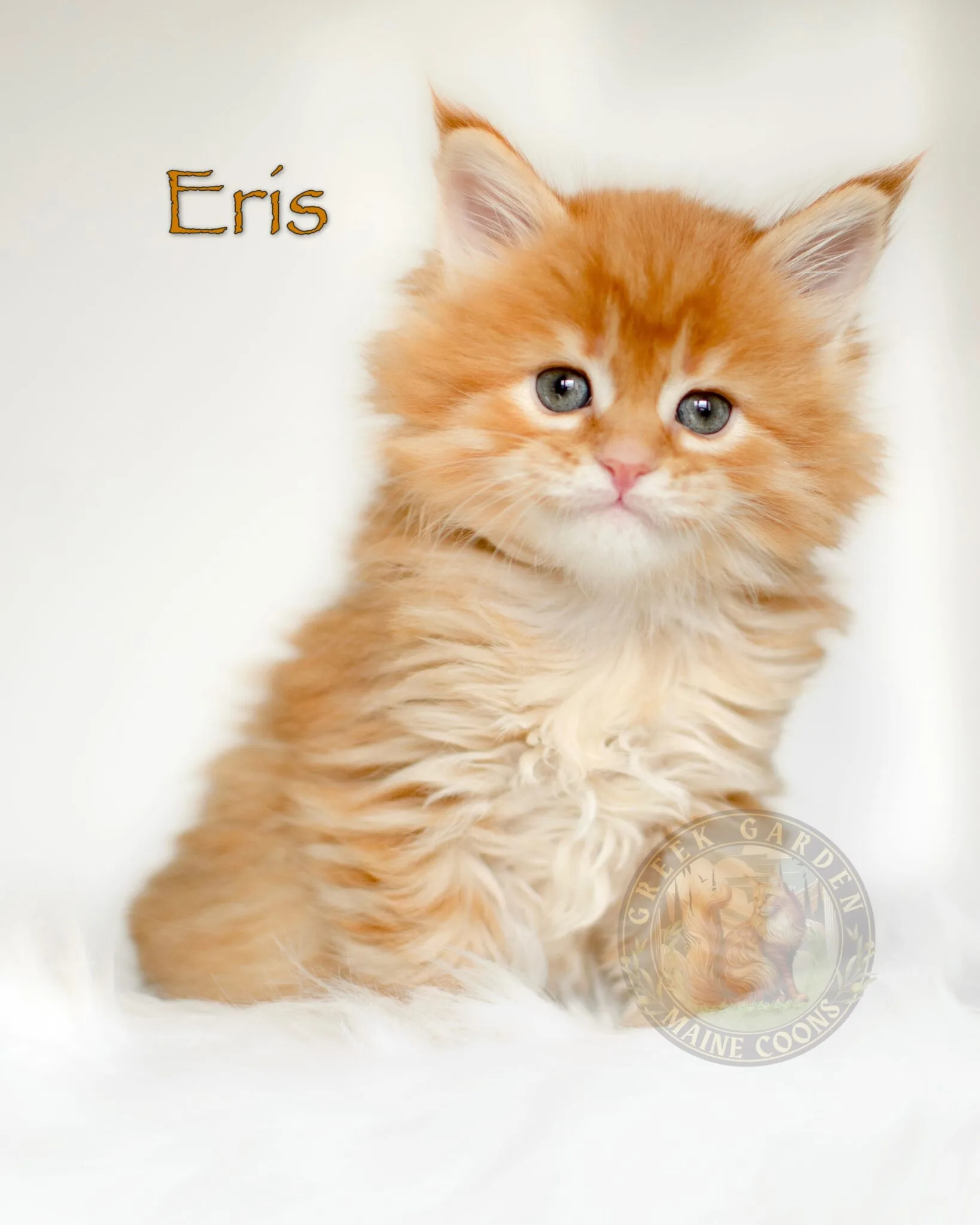 Six-week-old Maine Coon kitten with red fur, bred by experts focused on preserving the Maine Coon breed.