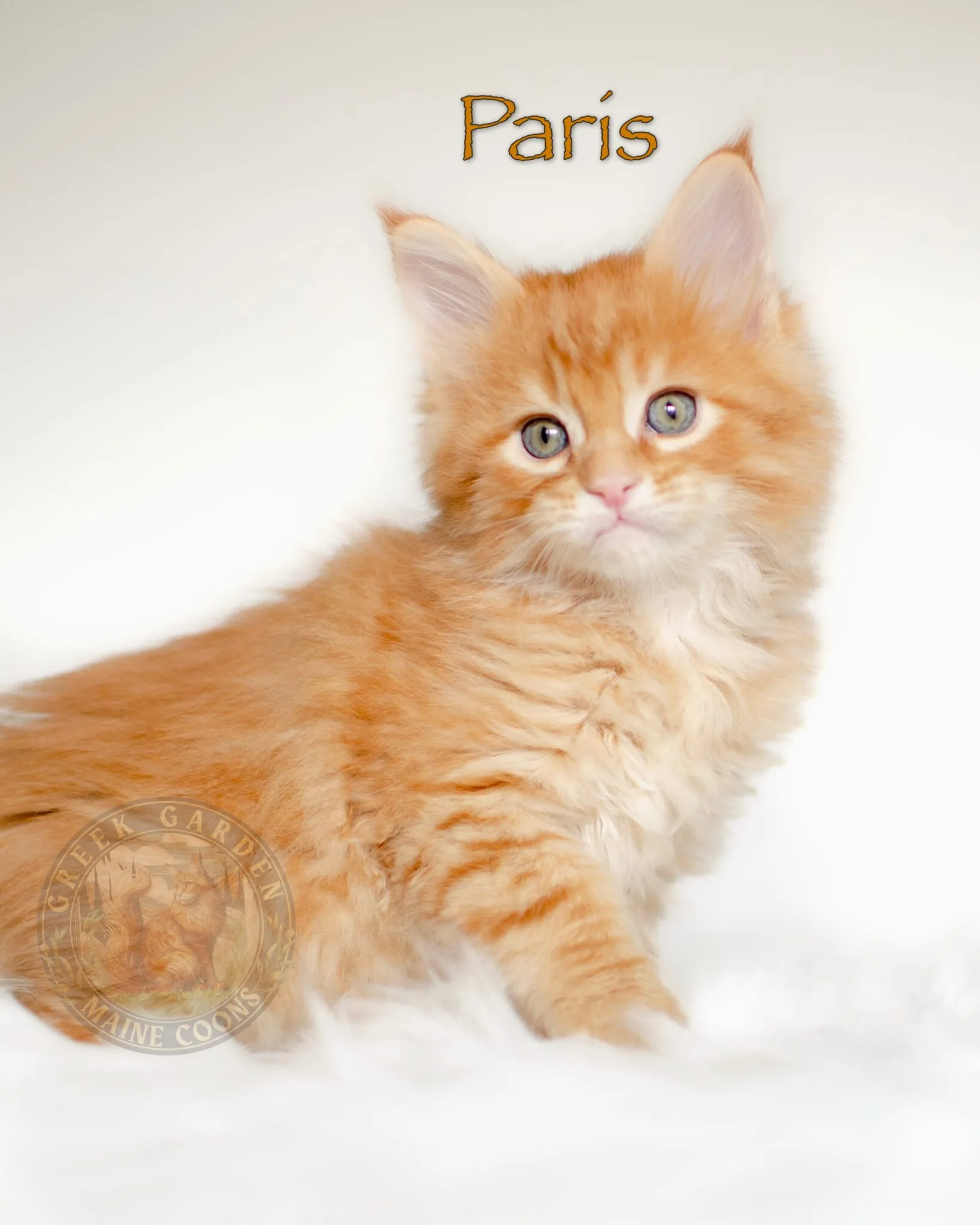 Adorable red and cream Maine Coon kittens, perfect for anyone searching for European Maine Coon cats for sale.