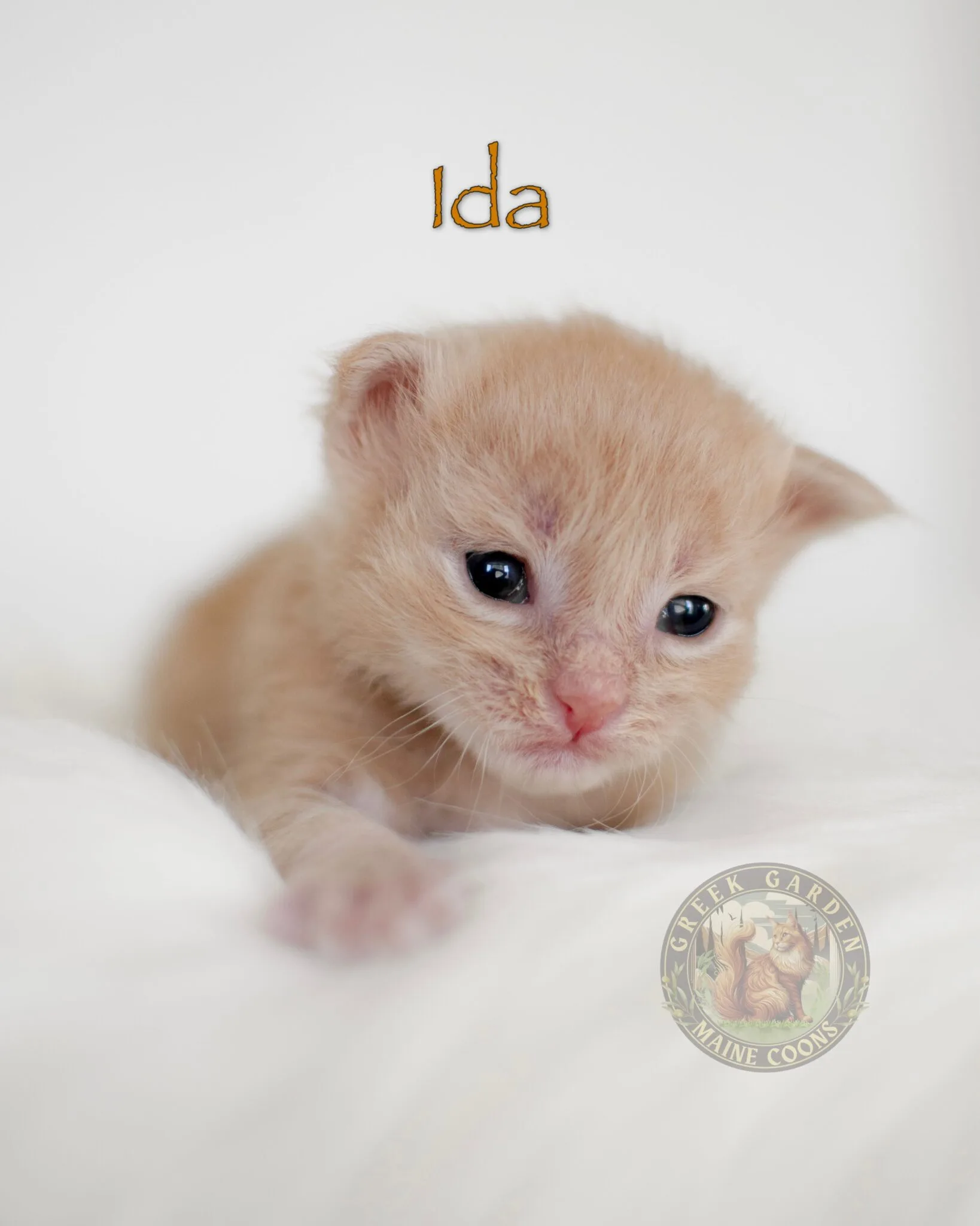 Ida 2 Weeks