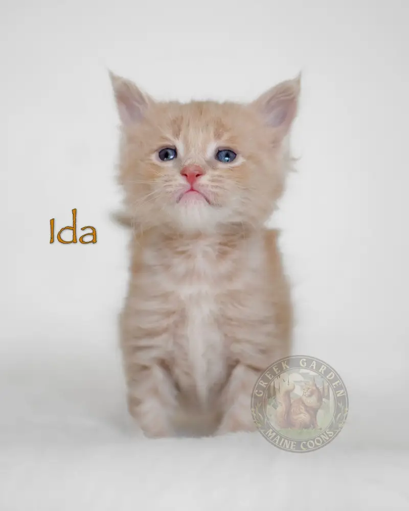 Healthy cream Maine Coon kitten, bred in the USA and perfect for homes wanting large Maine Coon cats.