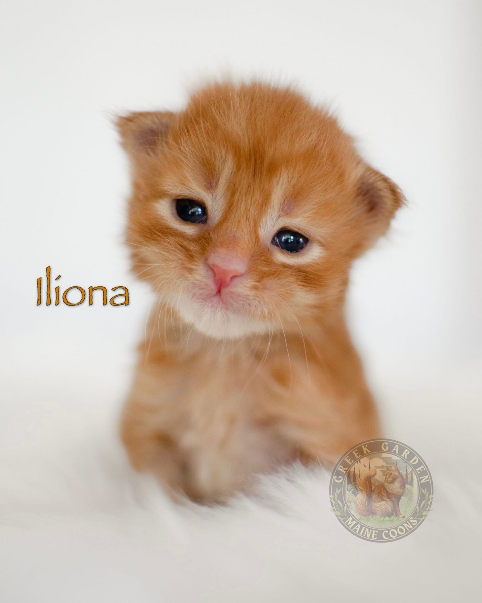 Playful red Maine Coon kitten mid-pounce on a white blanket, highlighting its energetic personality.