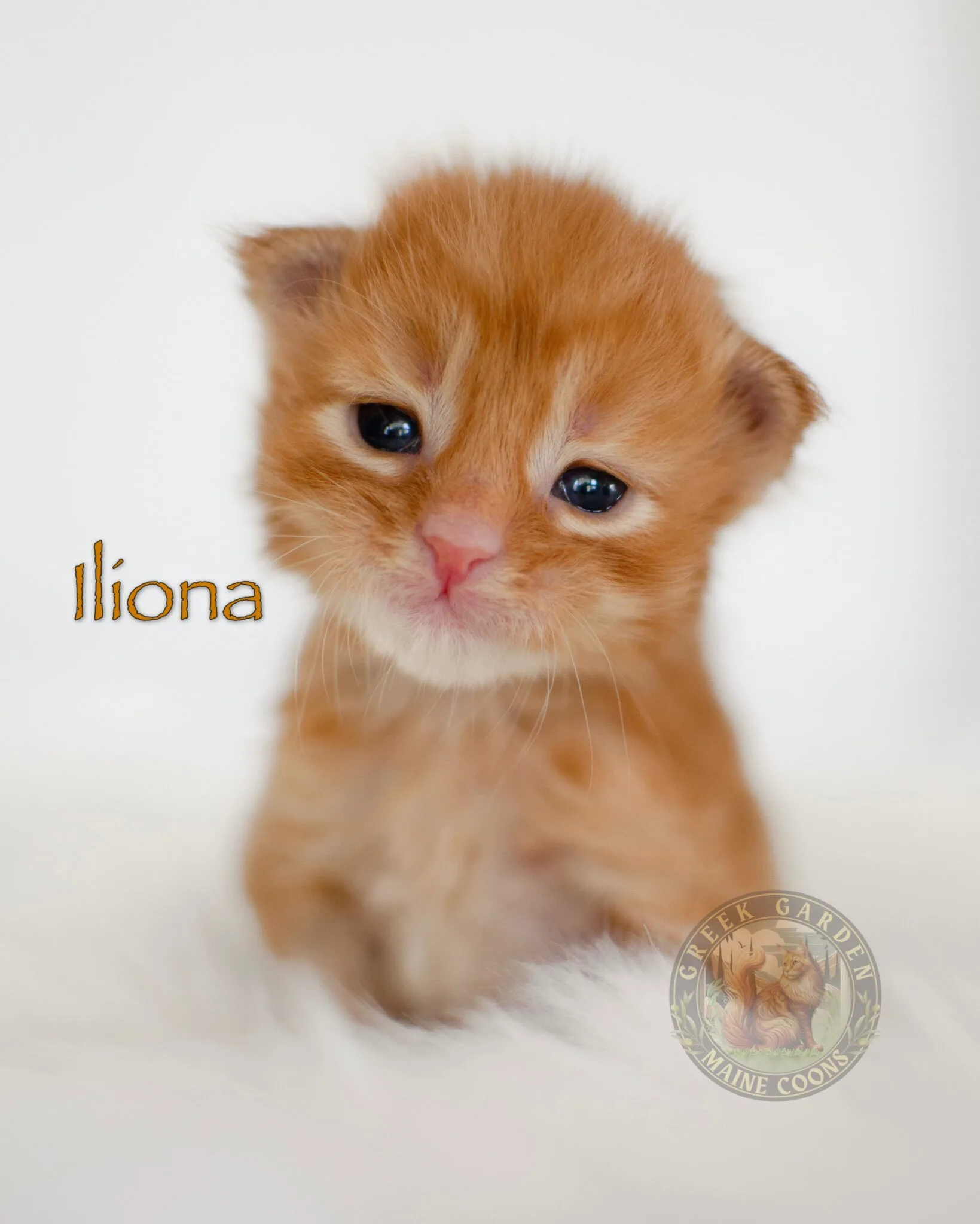 Iliona 2 Weeks