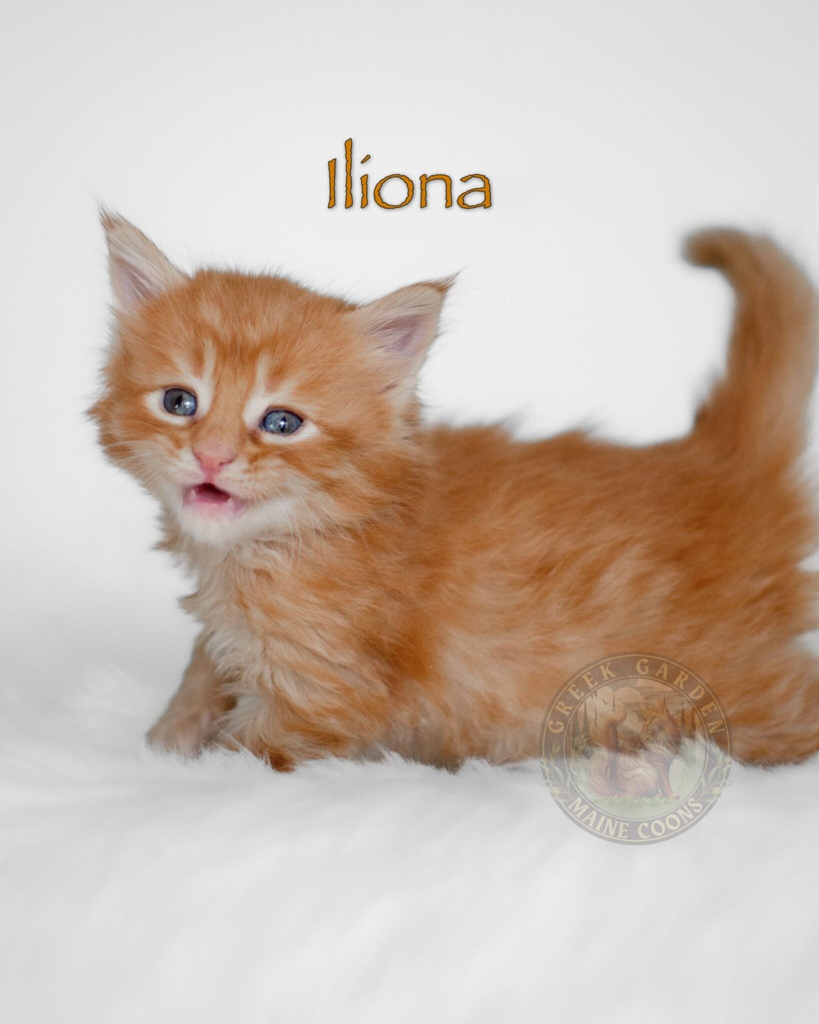 Adorable six-week-old red Maine Coon kitten, bred by a top Maine Coon cattery in Utah.