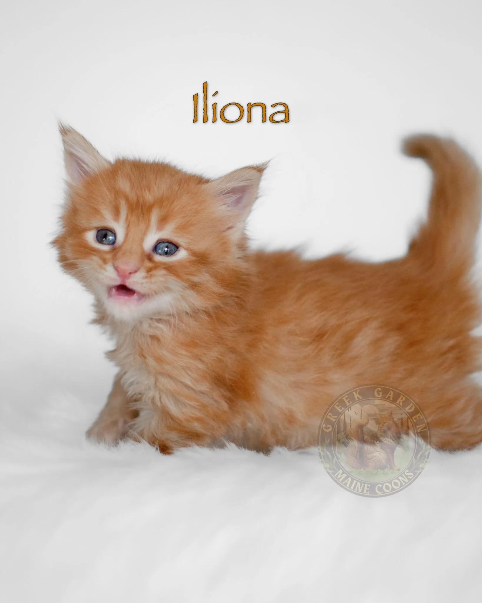 Iliona 4 Weeks