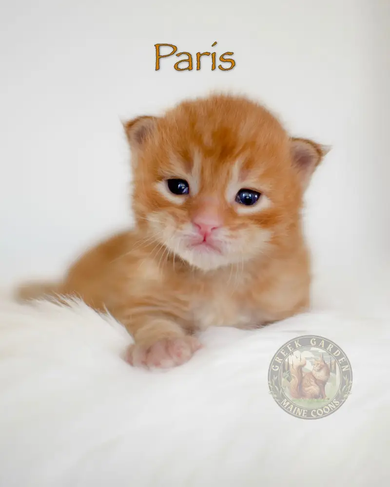 Red Maine Coon kitten curled up on a white blanket, bred by one of the best Maine Coon catteries in the USA.