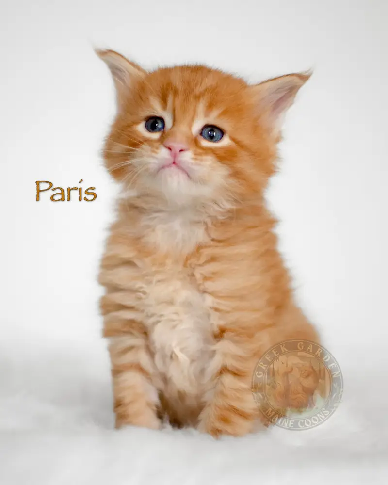 Six-week-old red Maine Coon kitten, raised by a trusted breeder offering healthy, well-socialized kittens.