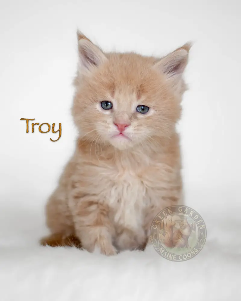 Cream Maine Coon kitten nestled into a white blanket, a perfect example of Maine Coon kittens for sale.