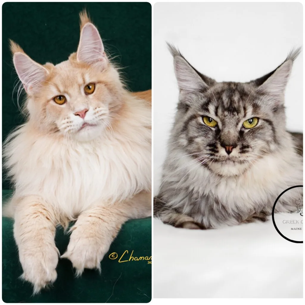 Gorgeous european maine coon pair cream blonde maine coon boy large