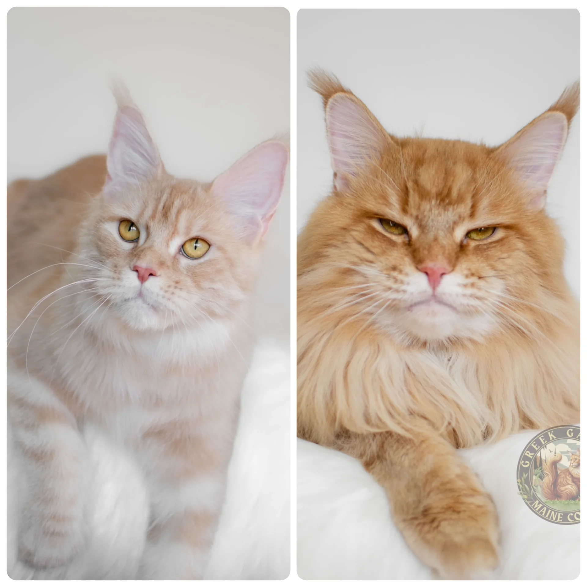 show line maine coon king and queen red maine coon kittens available soon