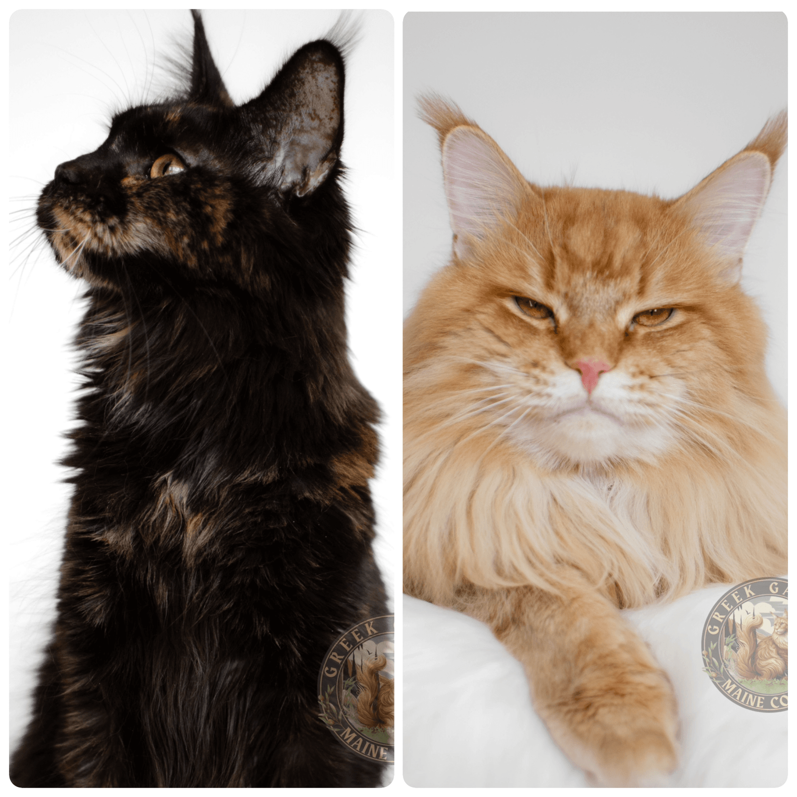 tortoiseshell maine coon, maine coon breeders near me