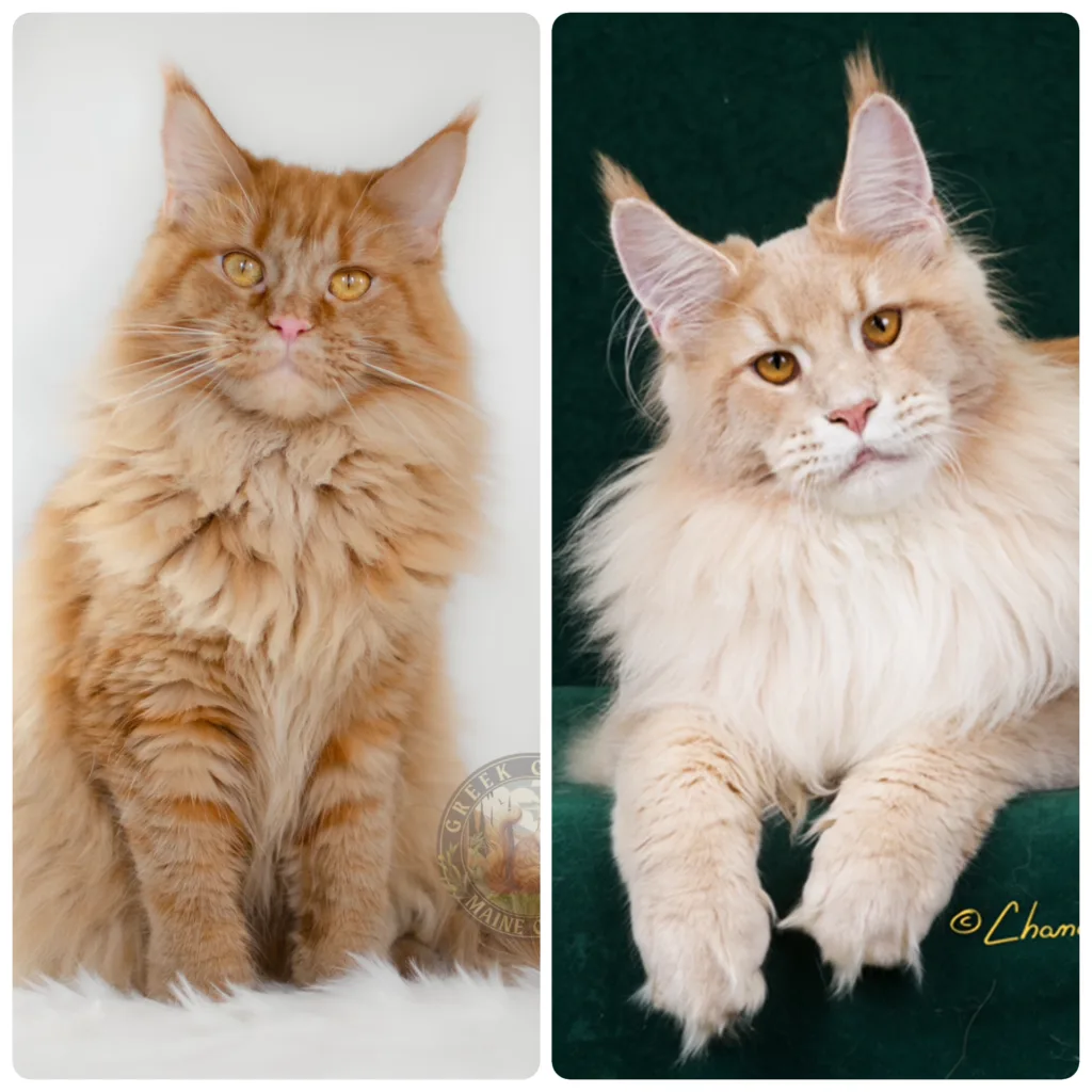 Greek Garden Maine Coons