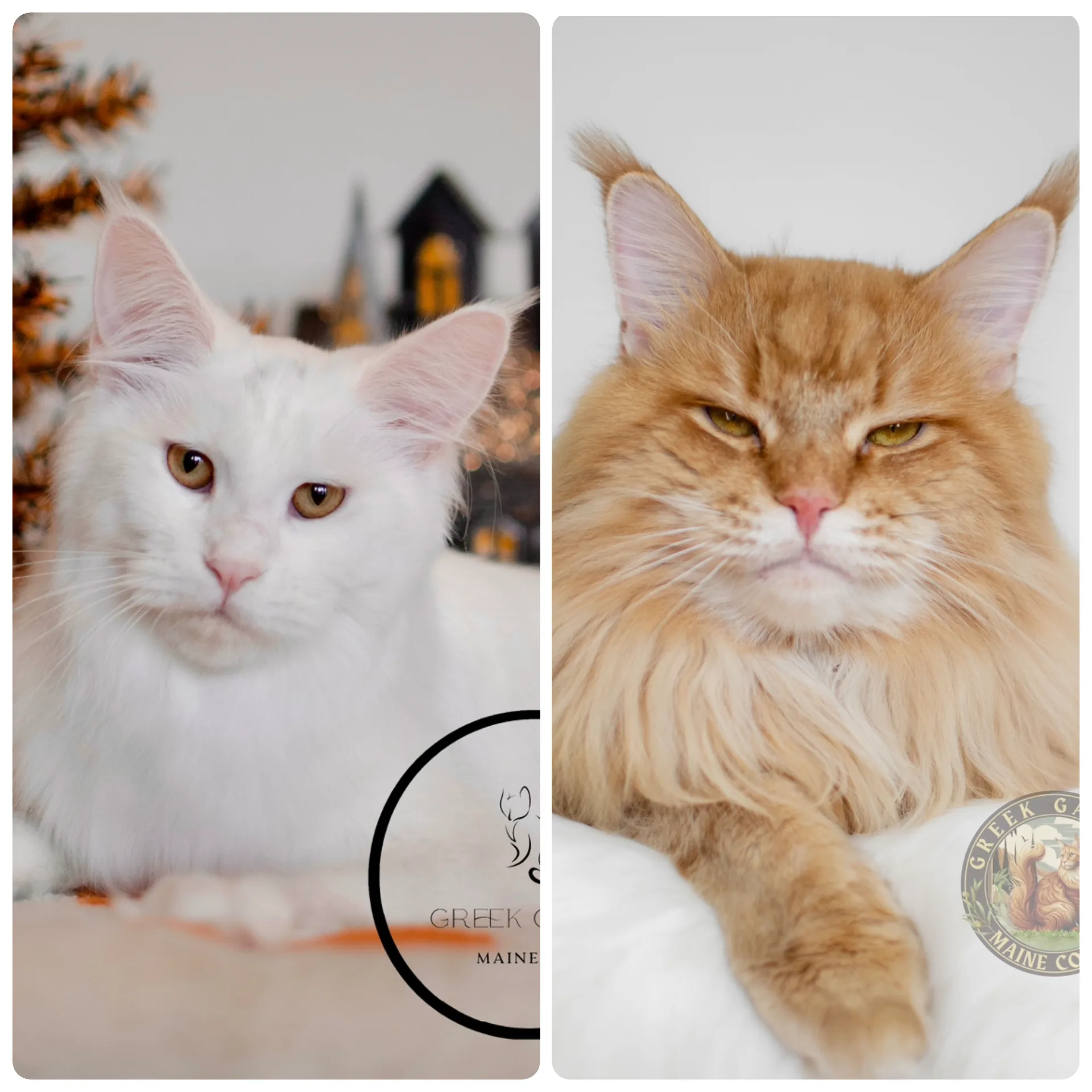 Gorgeous maine coon king and queen mating pair in utah best maine coon breeder kitten colors