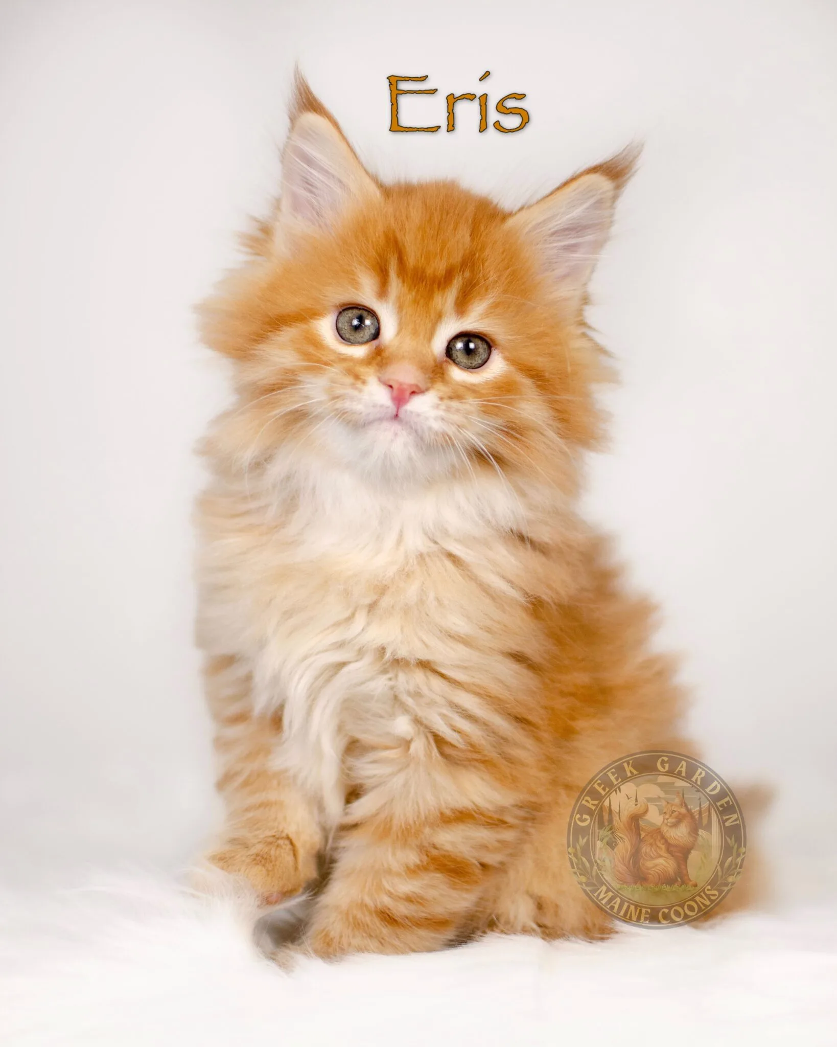 Fluffy red maine coon kitten in Utah, by Utah's top maine coon breeder.