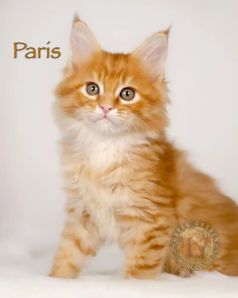 Paris, a red maine coon kitten, at 8 weeks old. Maine coon kittens available near me in Utah.