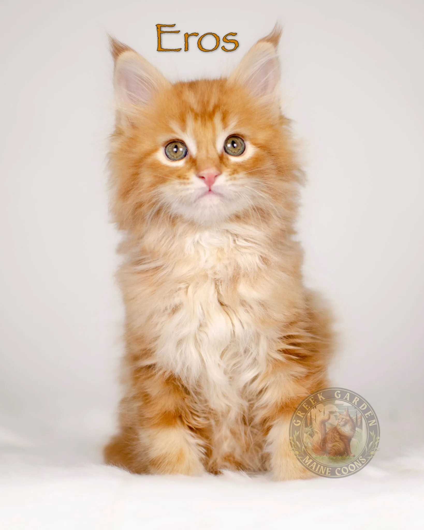 Cure red Maine coon kitten boy, orange maine coon kitten in Utah.