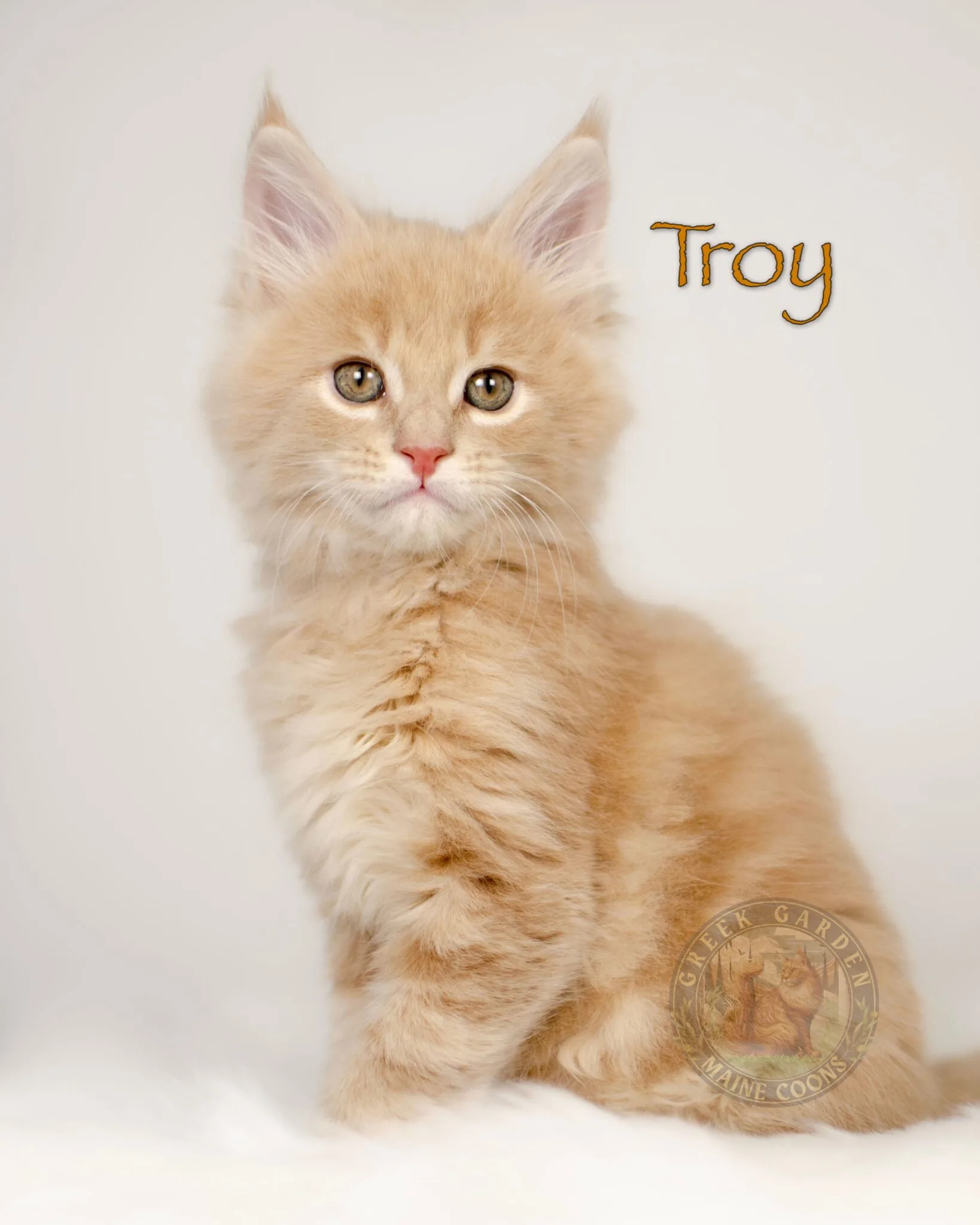 Cream Classic Tabby Maine coon kitten in Utah, large european maine coon kittens available.