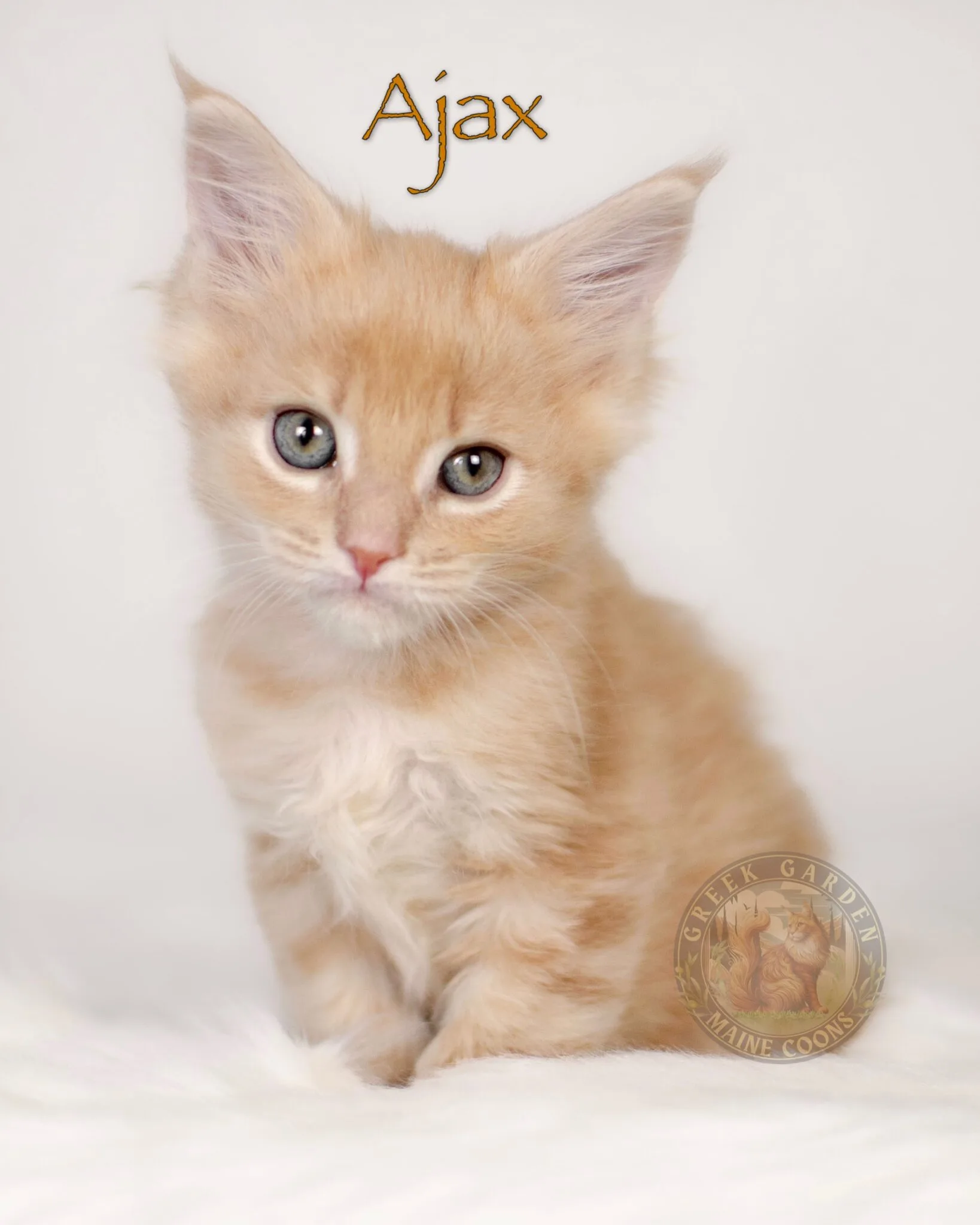 8 Week old maine coon kitten