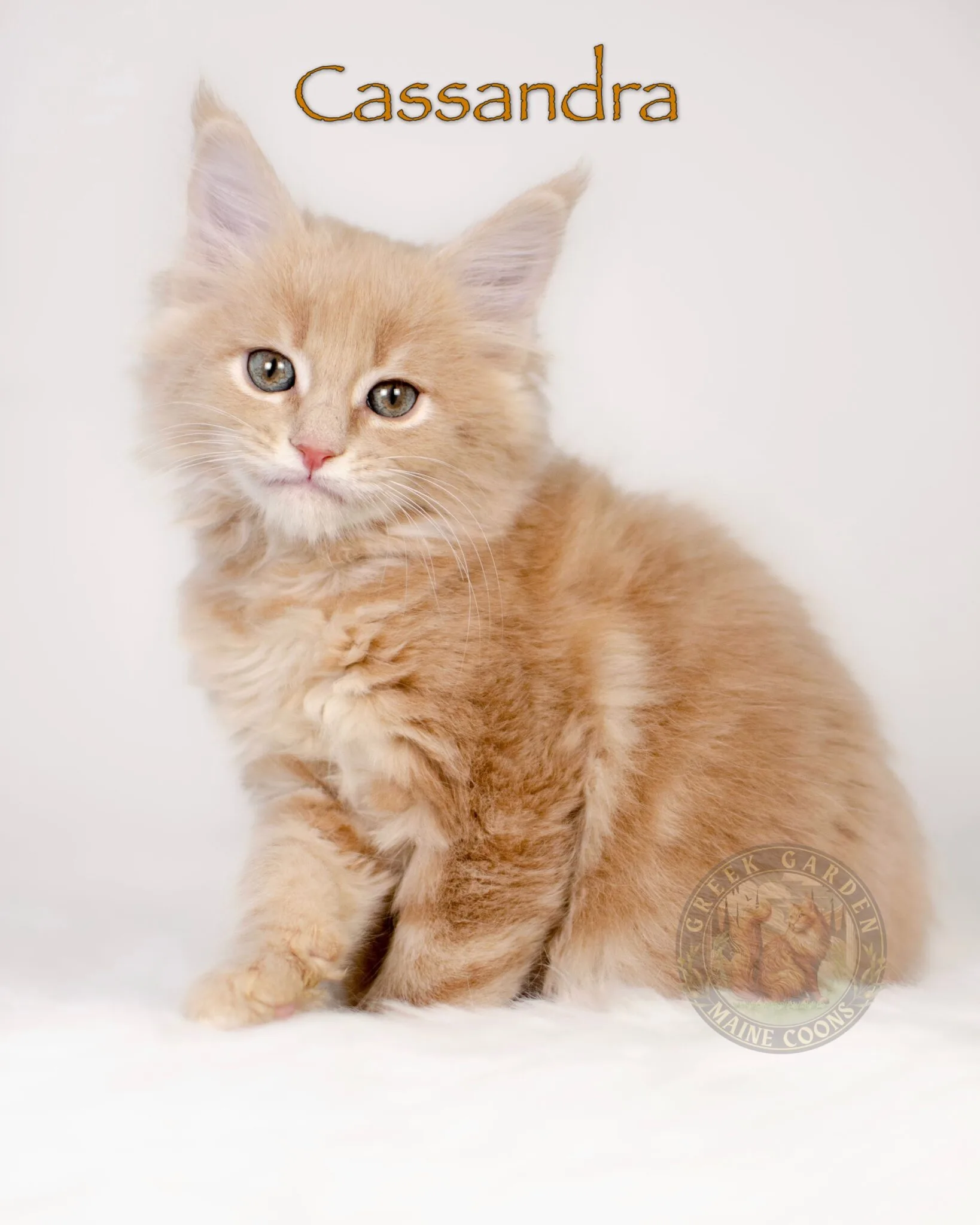 Darling cream classic tabby maine coon kitten at 8 weeks old. Utah maine coon breeder.