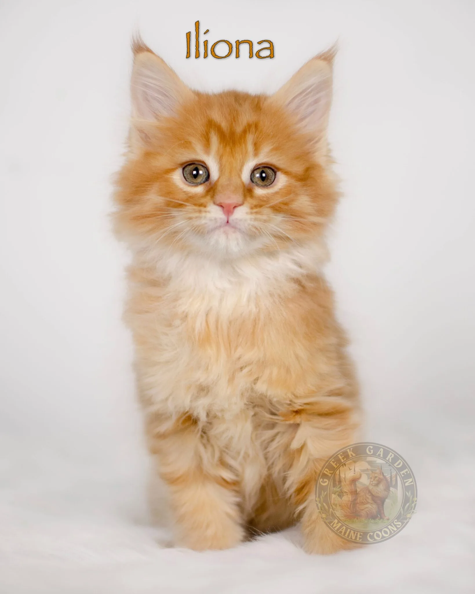 Maine coon kitten available in Utah, California, Texas, Florida. Rare red maine coon female.