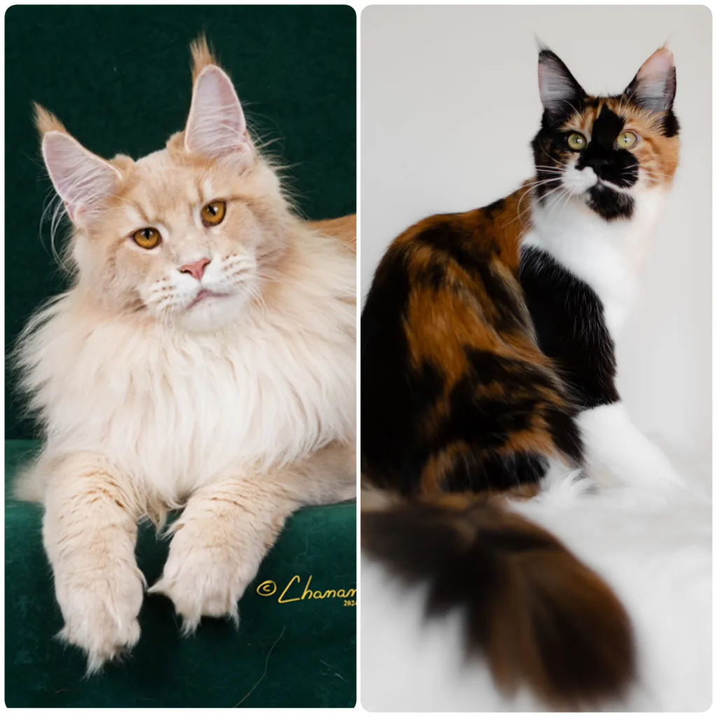 Adopt Maine Coon near me, including orange, black, white, and silver kittens from trusted breeders with strong health protocols.