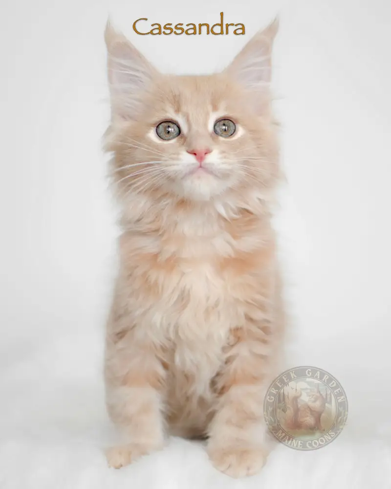 Ginger Maine Coon cat with fluffy, glowing fur, perfect for families looking for maine coon adoption options.