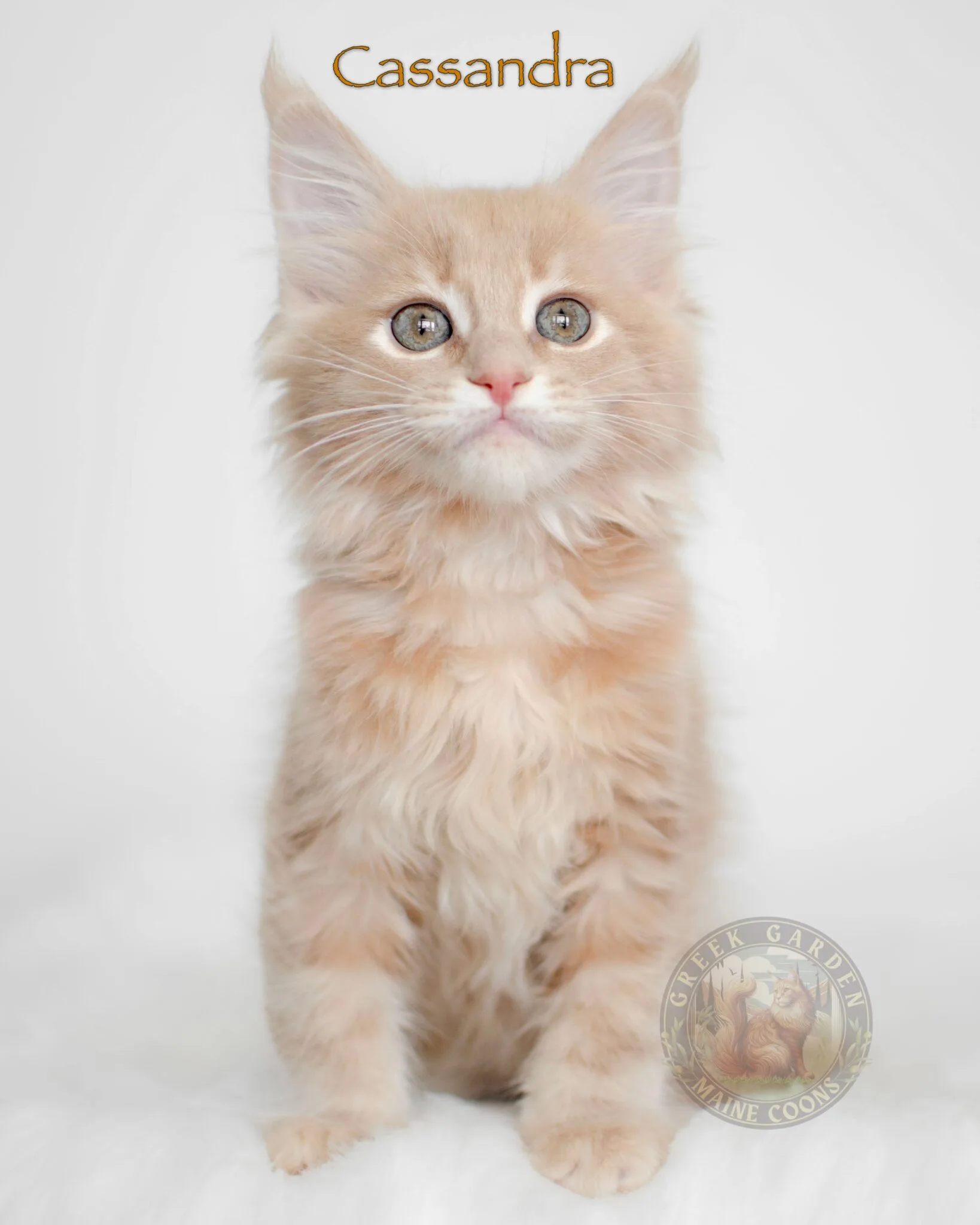 Ginger Maine Coon cat with fluffy, glowing fur, perfect for families looking for maine coon adoption options.