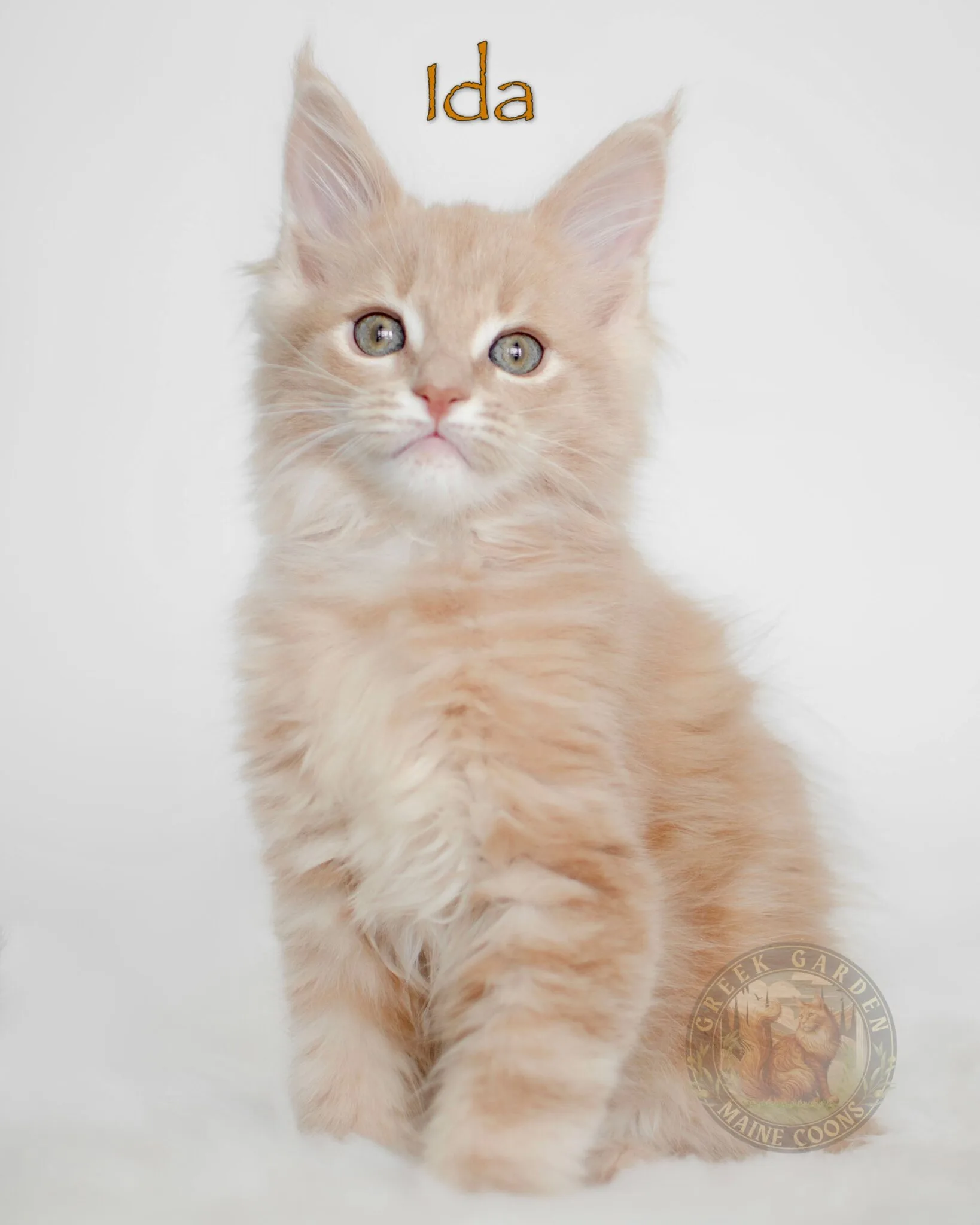 Maine coon cat breeders near me offering giant kittens raised to become healthy, happy, and loyal family pets.