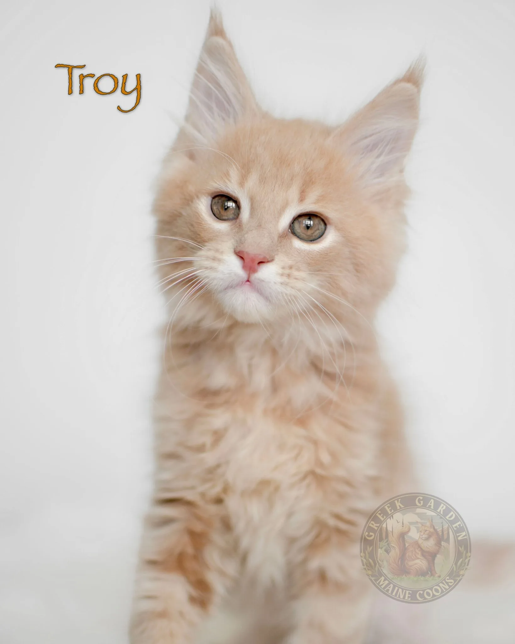 Fluffy mainecoon cat, chasing toys across a playroom; these kittens are highly sought-after due to their intelligence.