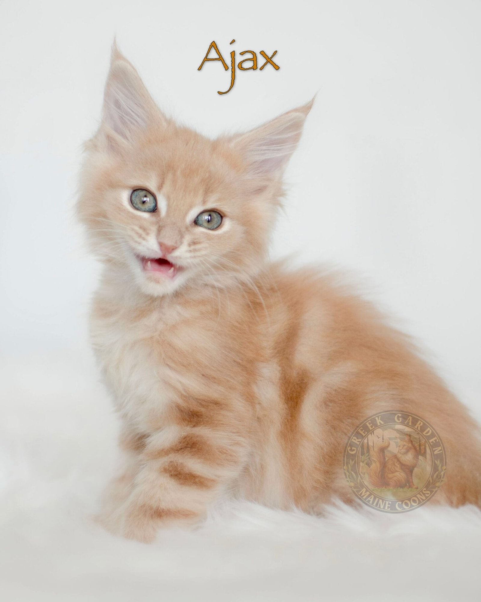 Utah Maine Coon kittens for sale, bred with care to ensure excellent health, growth, and playful personalities.