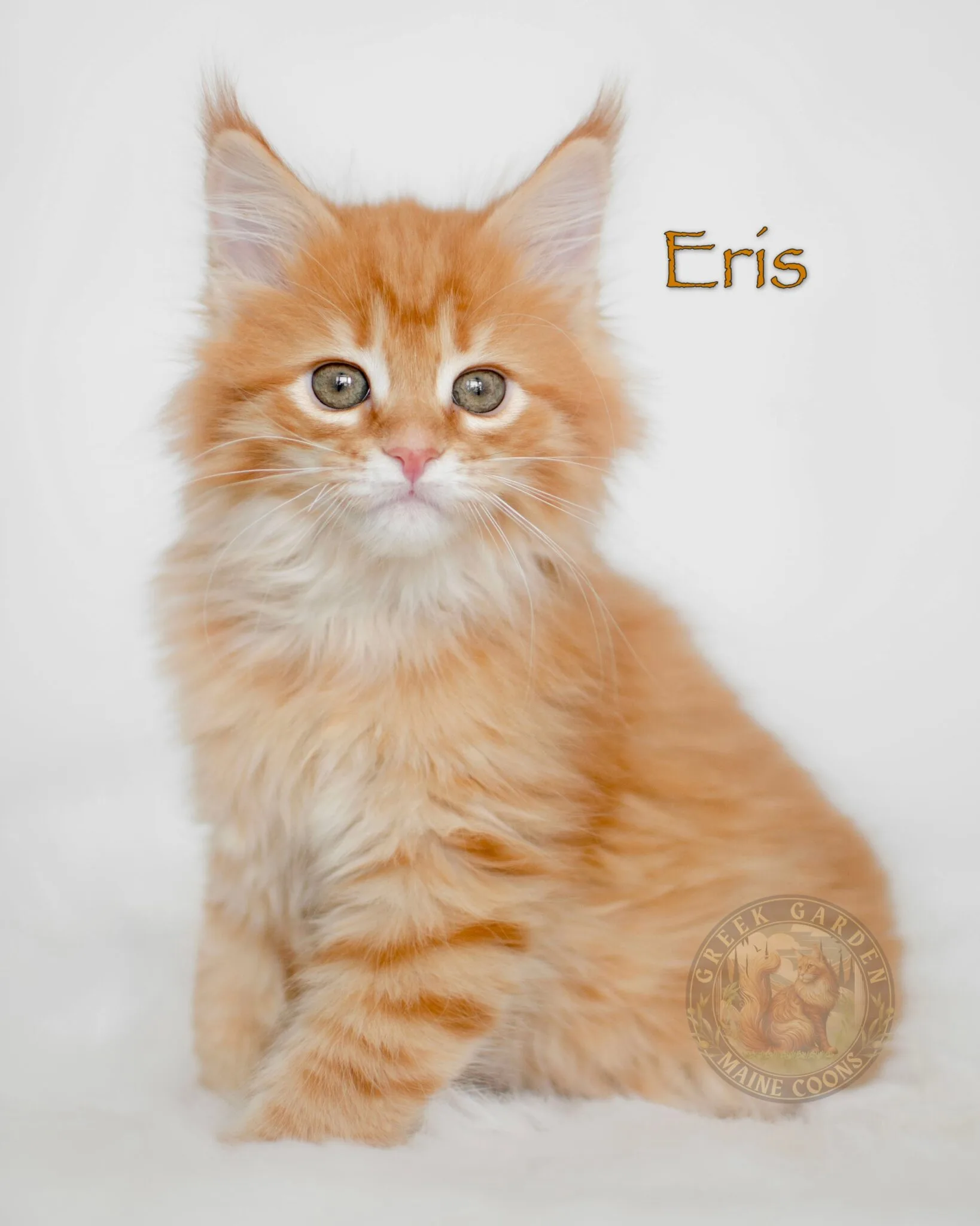 Maine coons for sale climbing and exploring toys, bred in a local cattery for families wanting gentle and social pets.