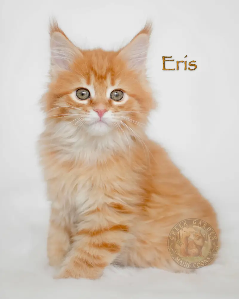 Maine coons for sale climbing and exploring toys, bred in a local cattery for families wanting gentle and social pets.