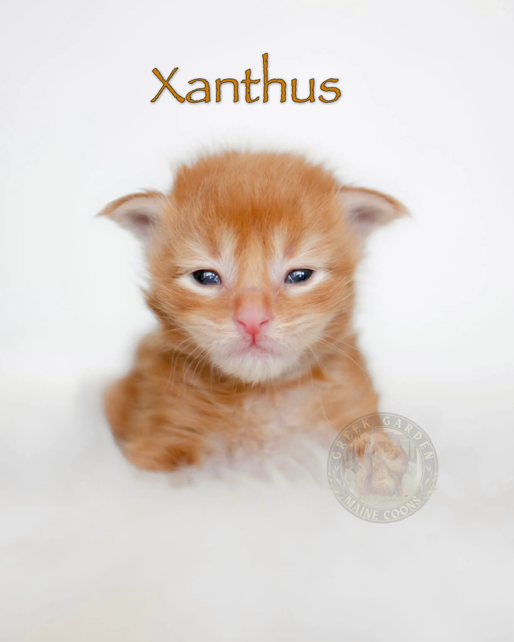 How much do Maine Coon kittens cost? Check out these healthy, friendly kittens raised in a family-focused environment.