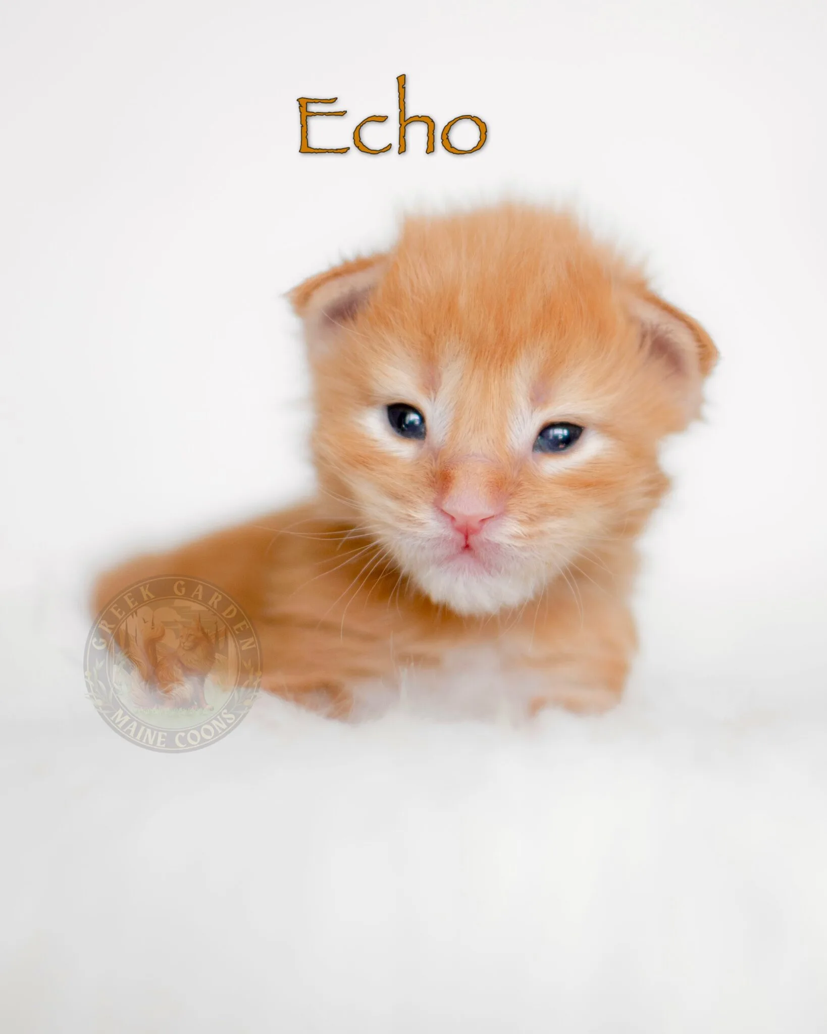 Polydactyl Maine Coon kitten stretching out on a blanket, available through maine coon cat rescue services near me.