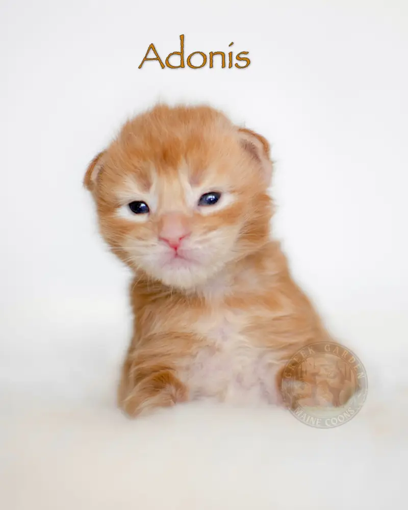 Orange Maine Coon kitten with a playful expression, perfect for adoption from a trusted maine coon cattery near me.