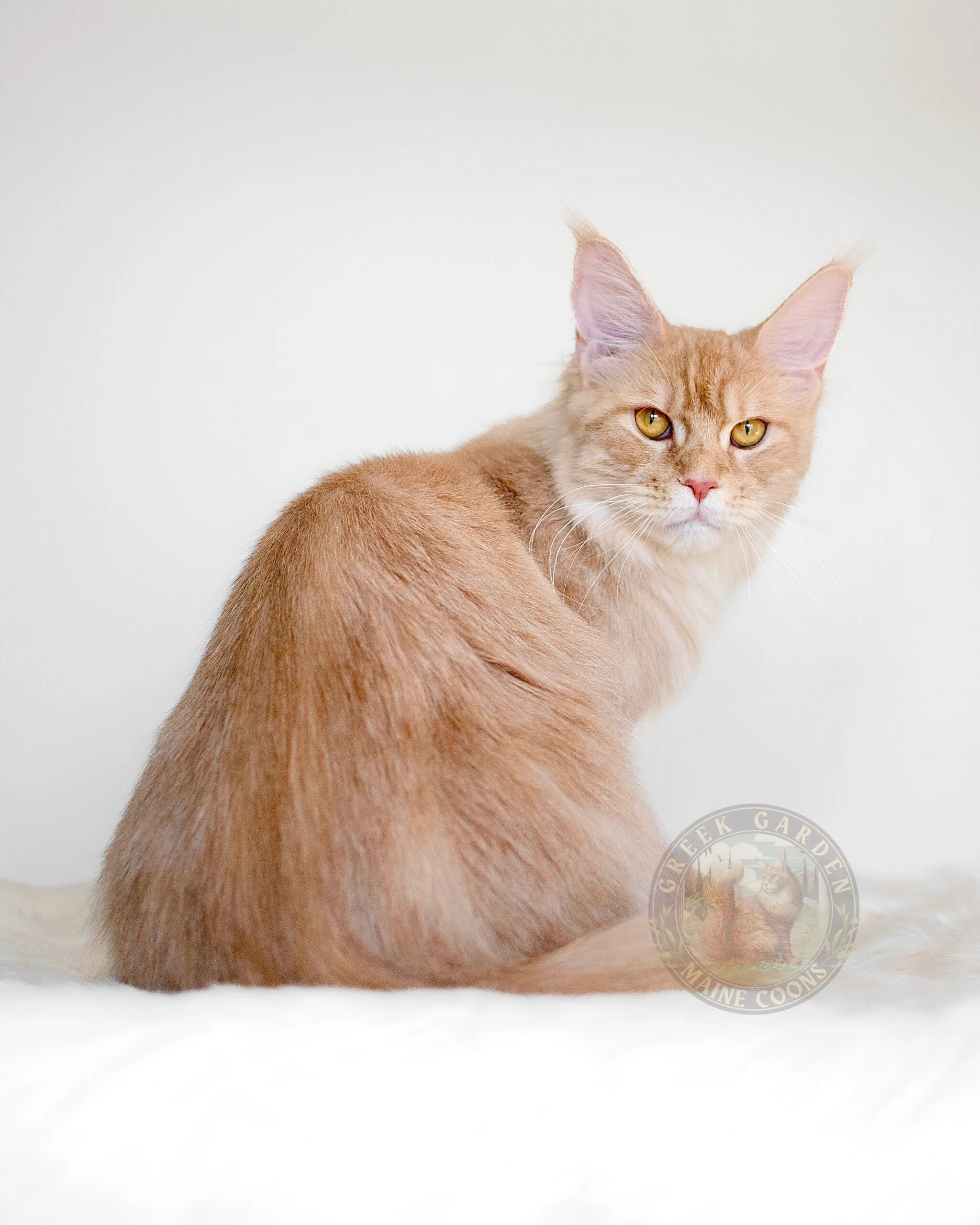 Thalia 9 Orange and white Maine Coon cat sleeping on a soft blanket, raised by breeders who prioritize health and temperament.