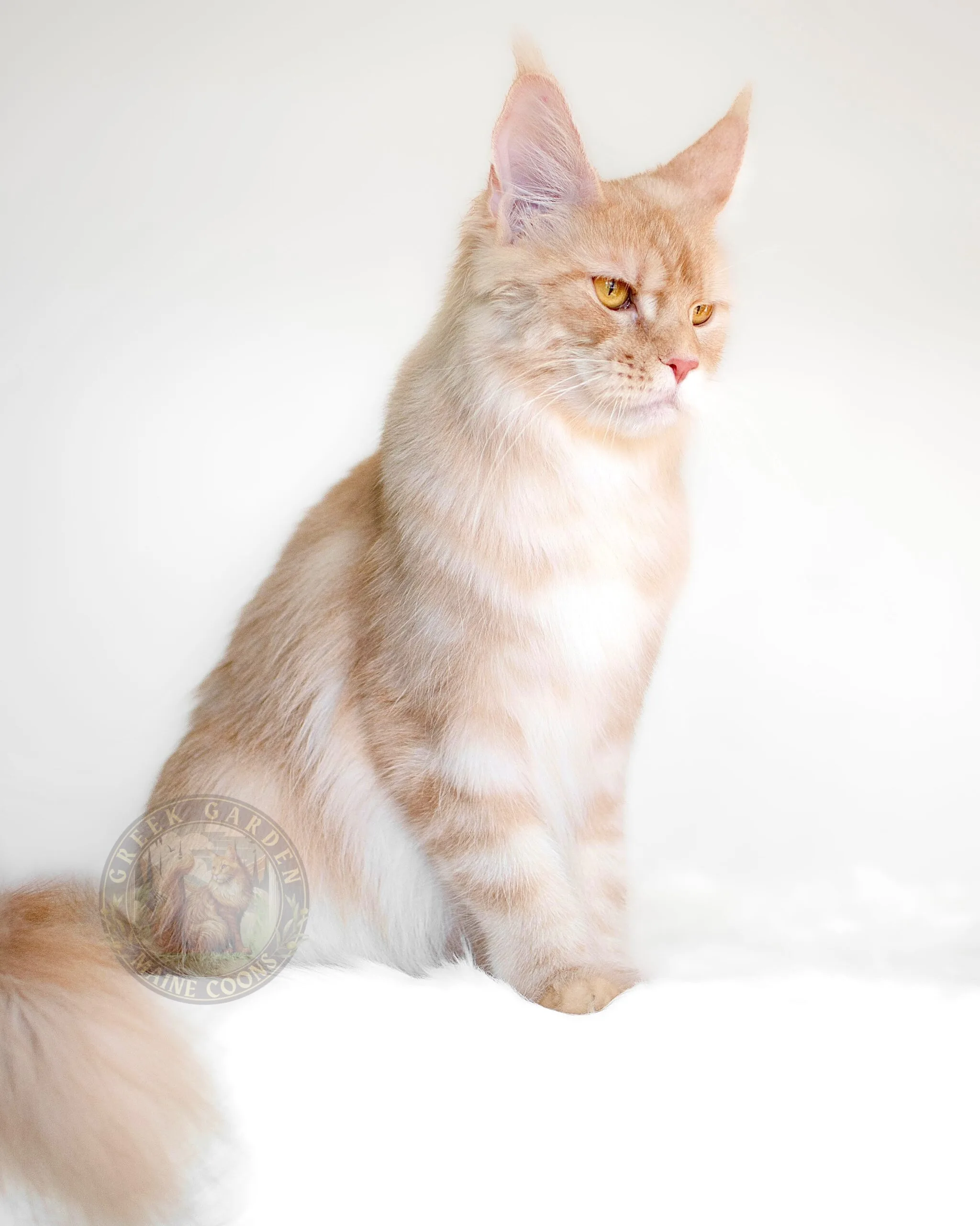 Thalia 8 Large, fluffy maine coon cats near me, raised by dedicated breeders focused on producing healthy and social kittens.