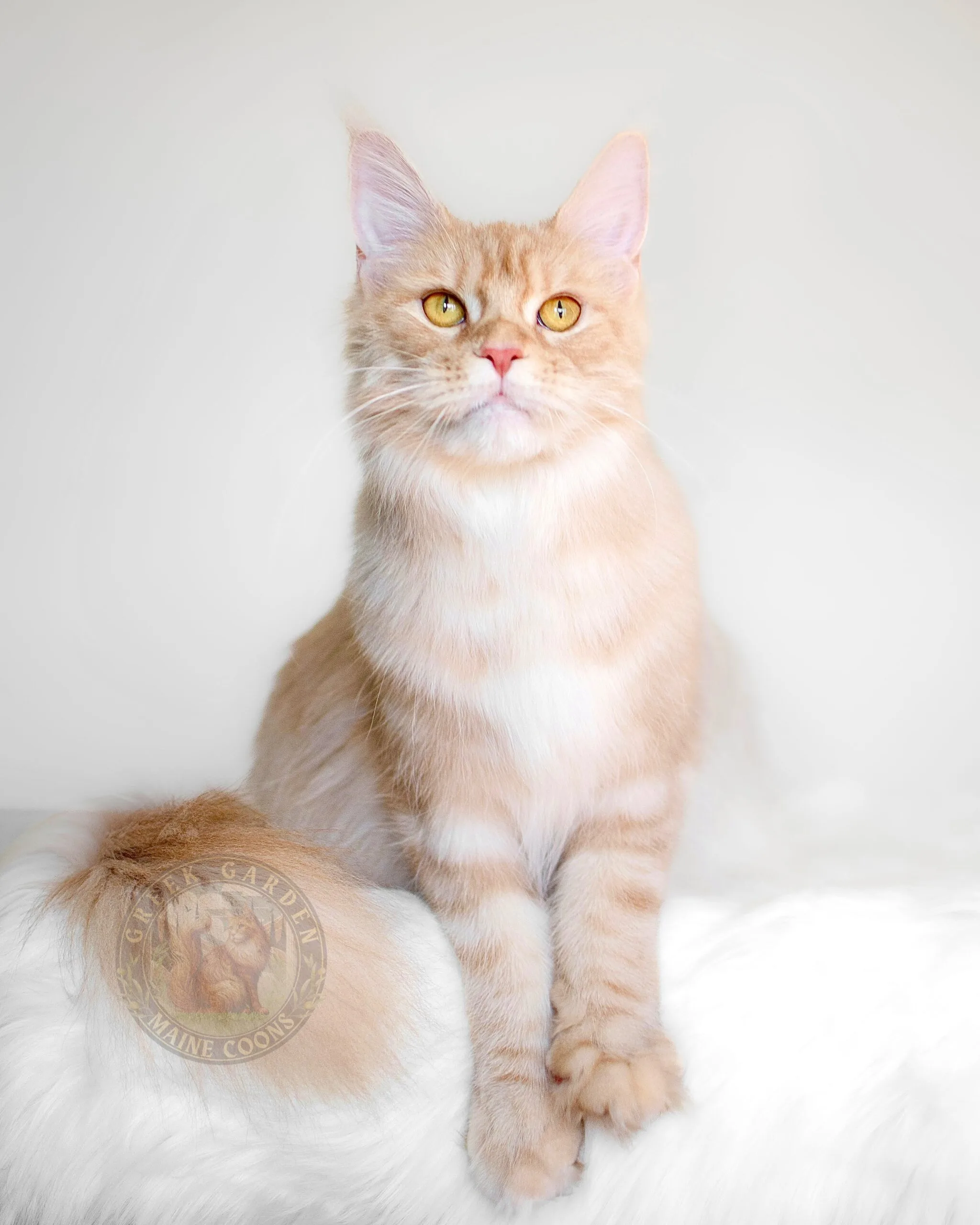 Thalia 2 Large, fluffy maine coon cats near me, raised by dedicated breeders focused on producing healthy and social kittens.
