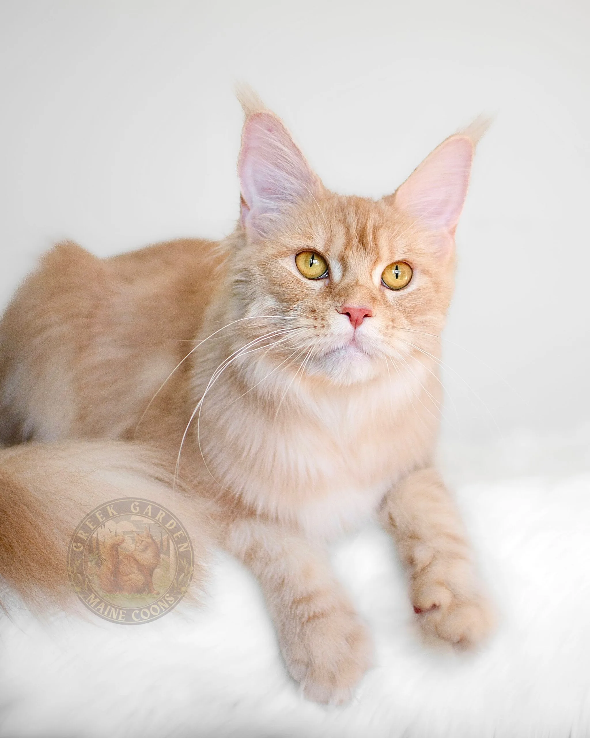 Thalia 7 Main coon rescue offers kittens ready for adoption, perfect for those looking for a new feline friend near me.