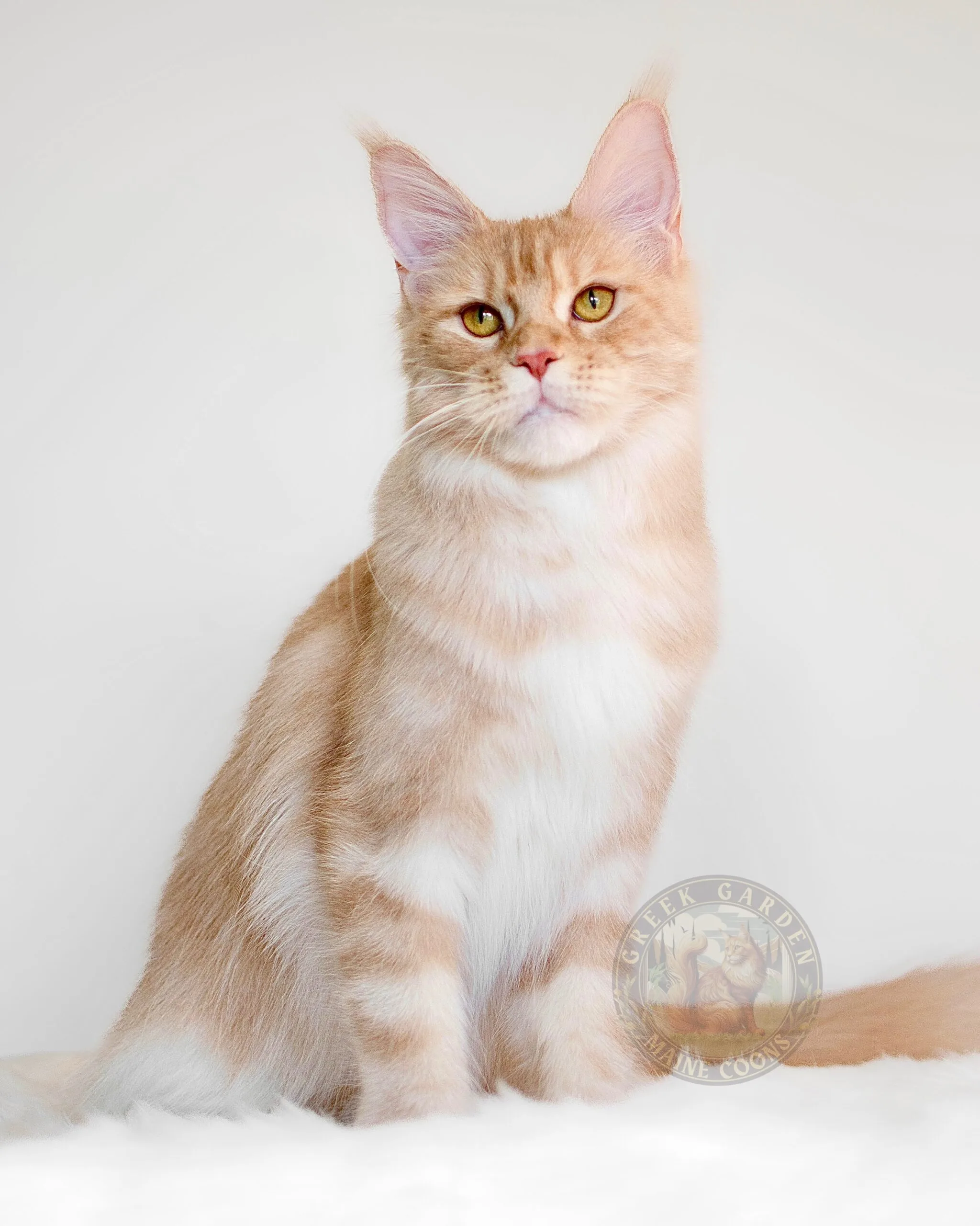 Thalia 1 Coon maine cat relaxing in a sunlit room, perfect for families seeking a large, social breed known for intelligence.