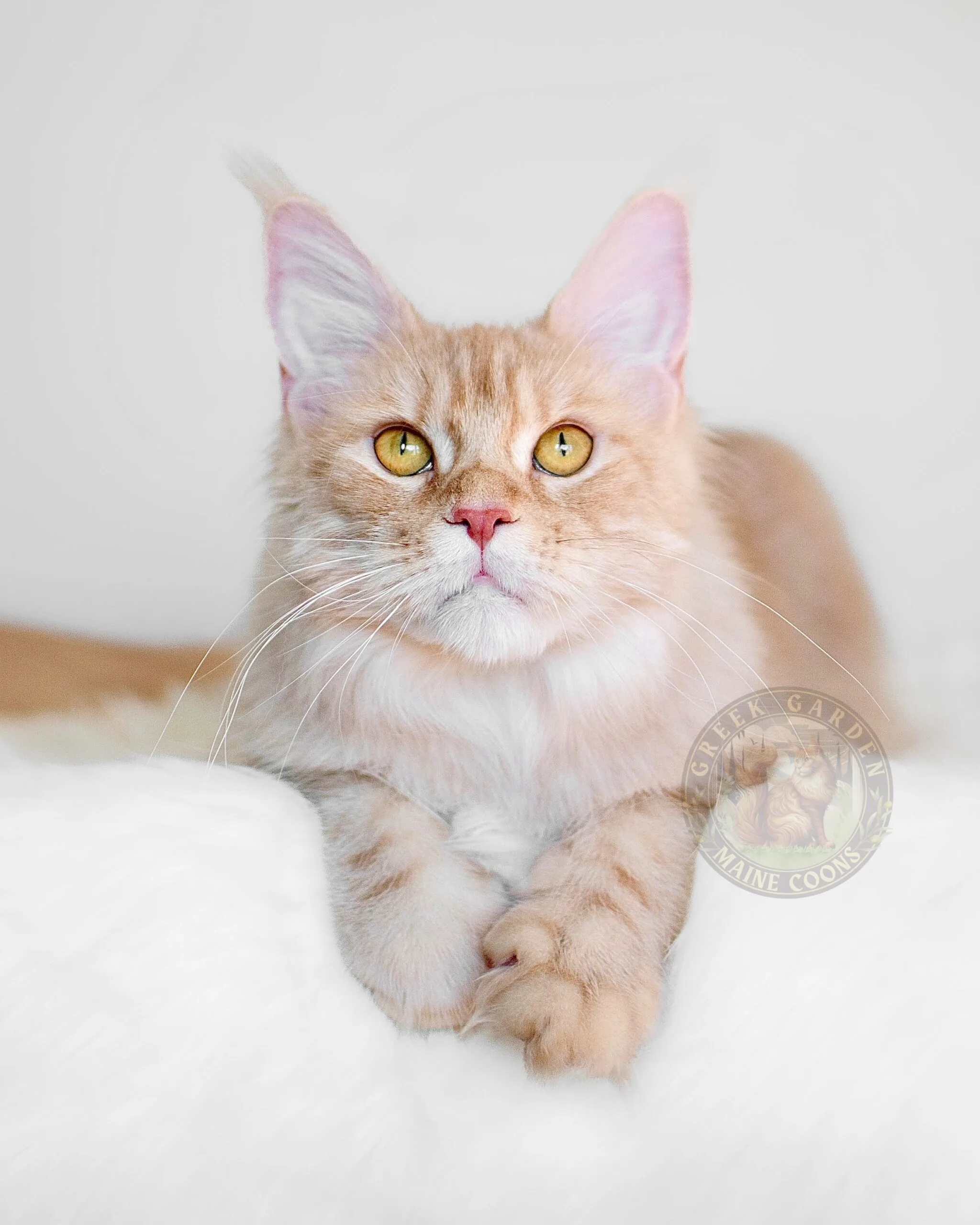 Thalia 6 Where can I get a Maine Coon cat? Check out our local cattery for friendly and healthy kittens available for adoption.
