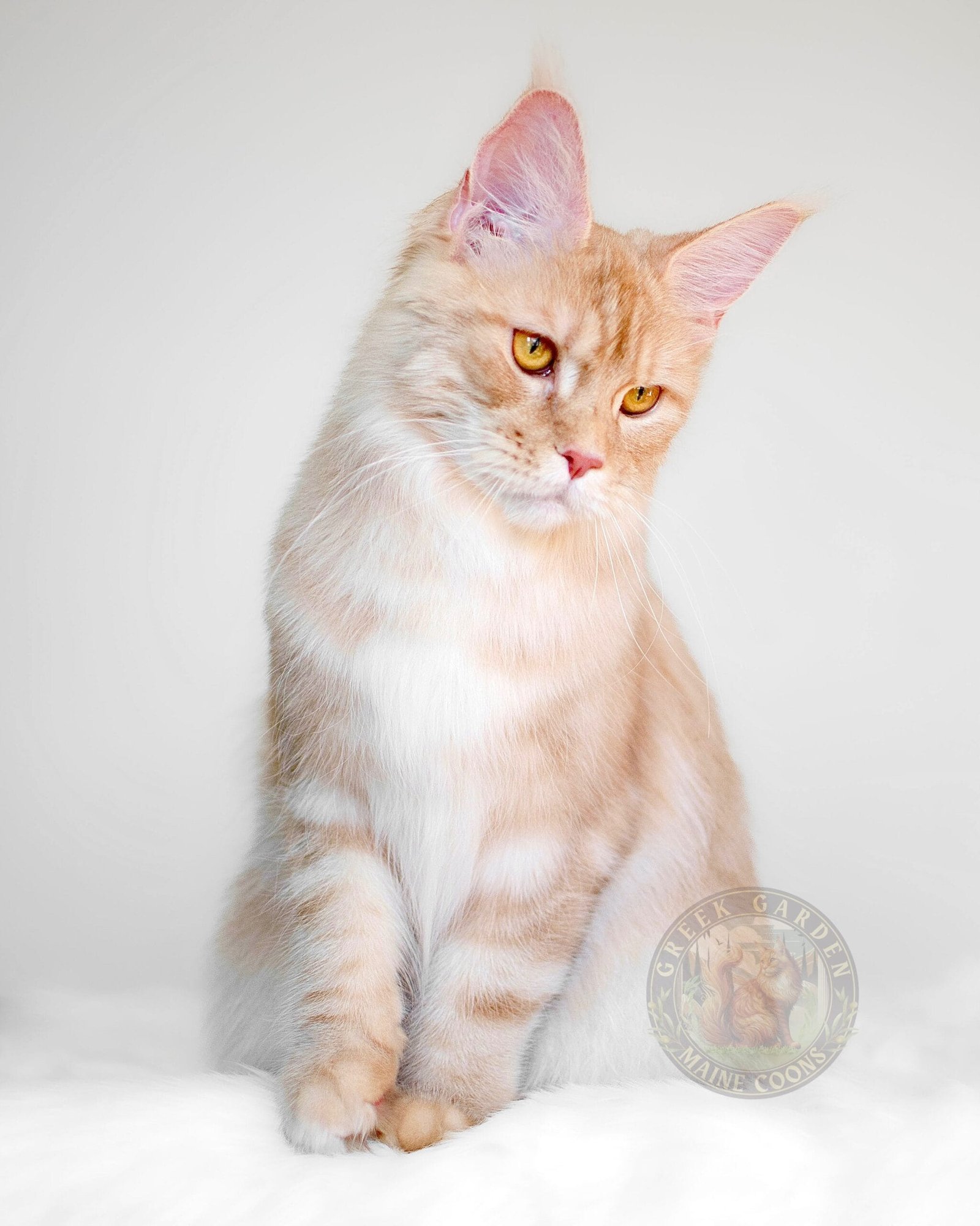 Full grown orange Maine Coon relaxing by the window, known for their affectionate and curious personality.