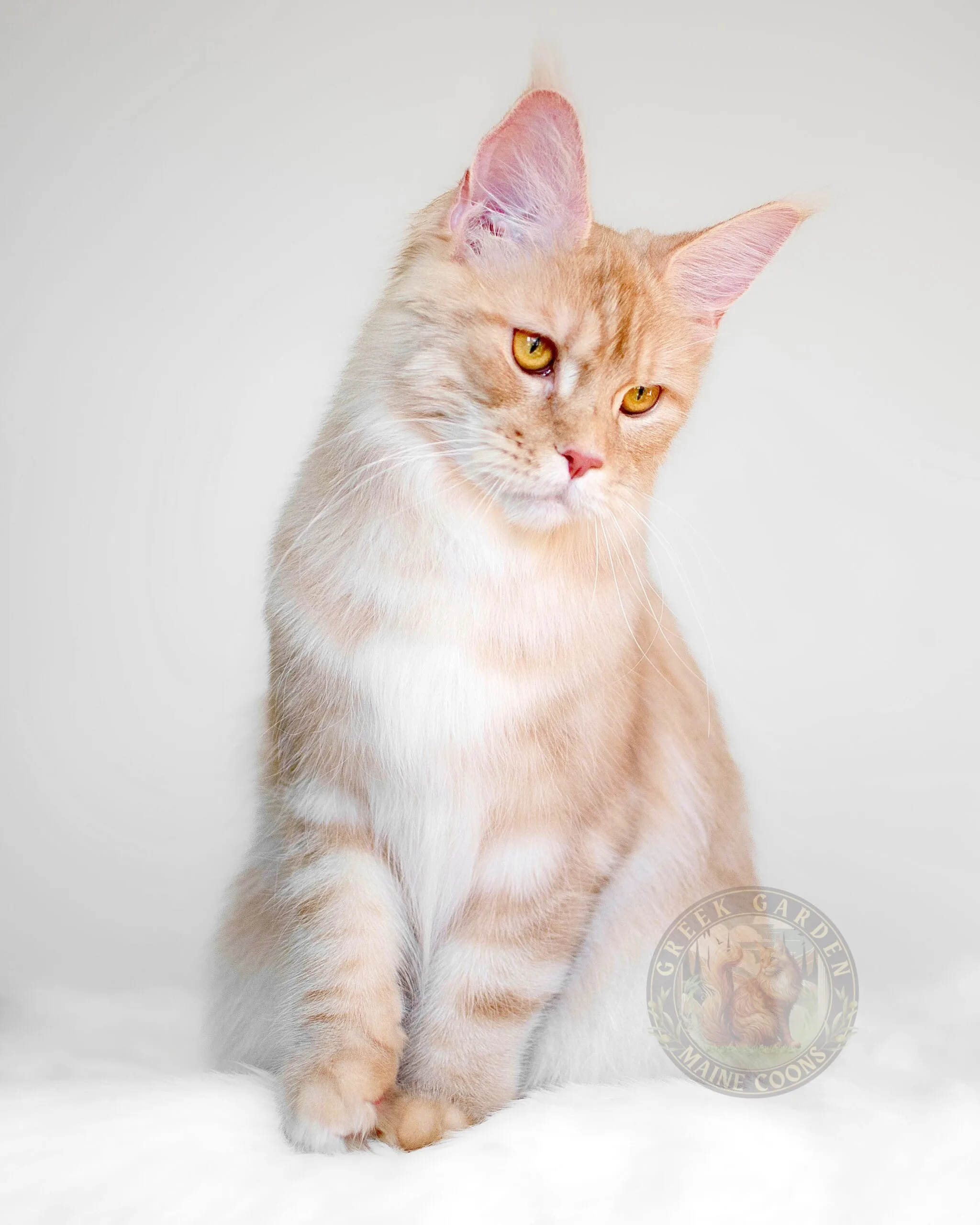 Thalia 4 Full grown orange Maine Coon relaxing by the window, known for their affectionate and curious personality.