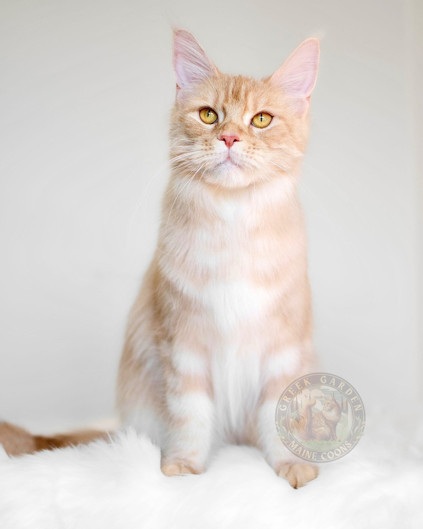 How much does a Maine Coon cat cost? Learn about the care and attention that goes into raising these majestic cats.